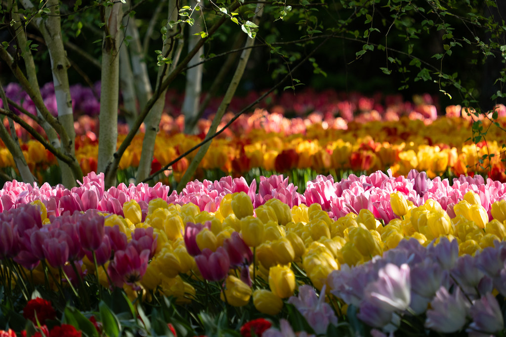 Keukenhof