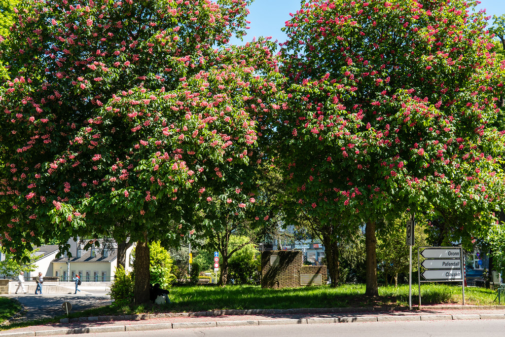 20250510 - Light Leaks Luxembourg - P1044254.jpg