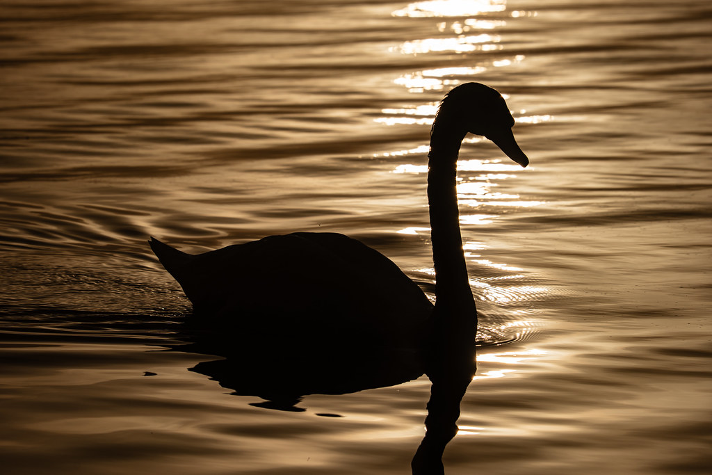 Morning Moselle Birds