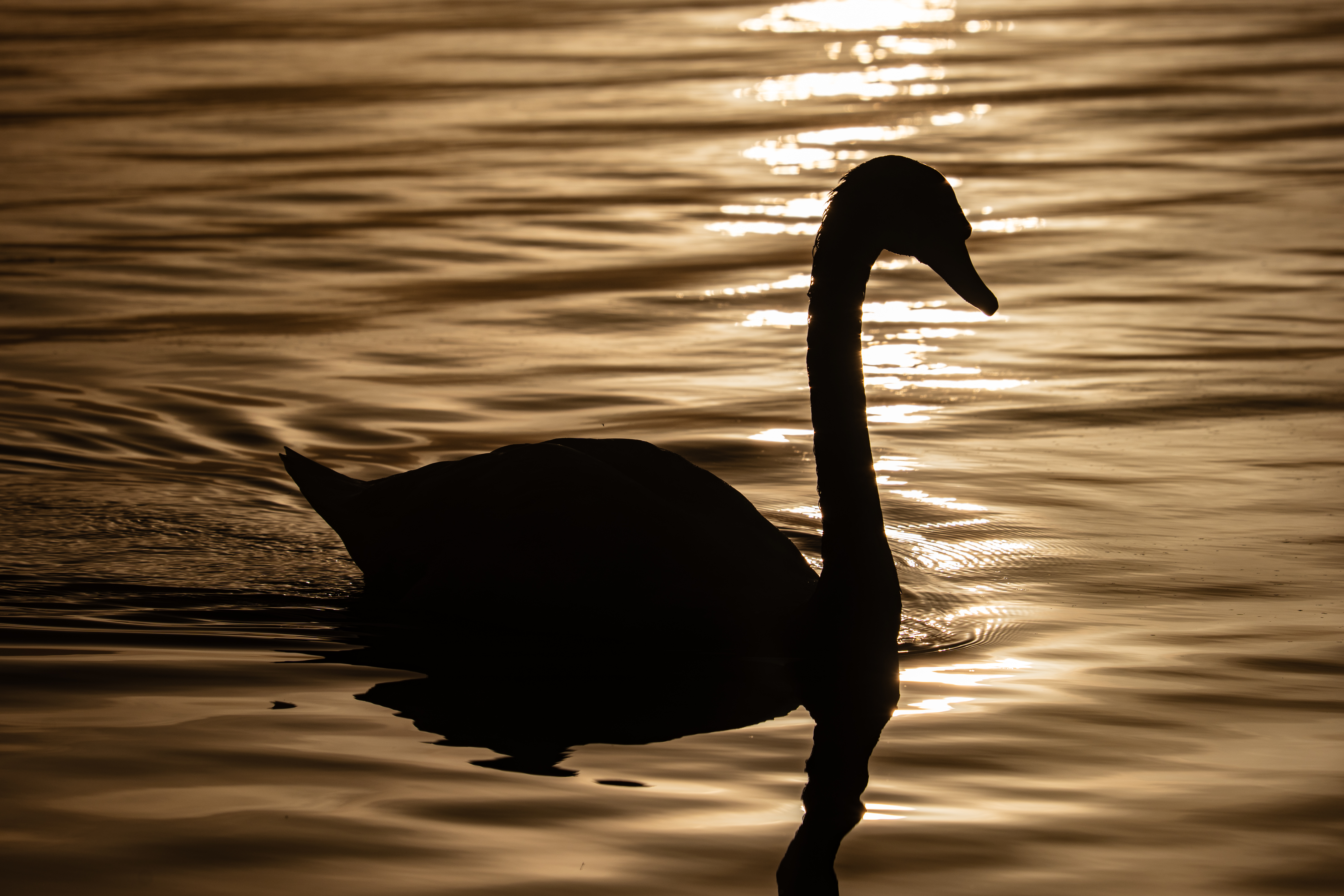 Morning Moselle Birds