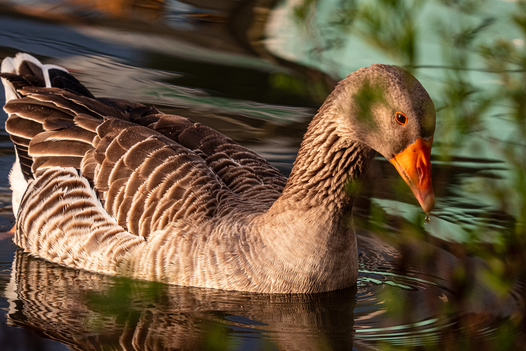 Morning Moselle Birds