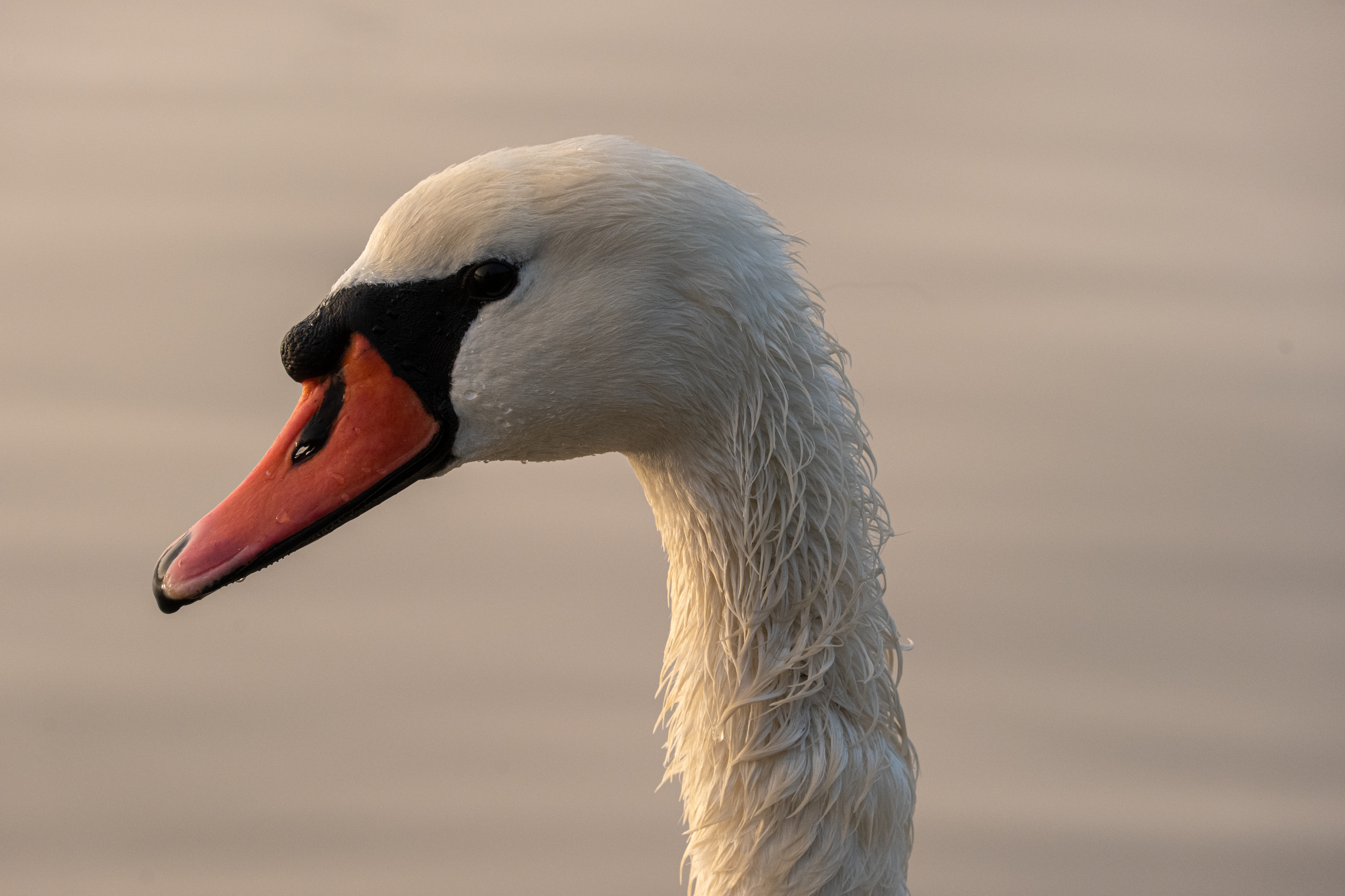 Morning Moselle Birds