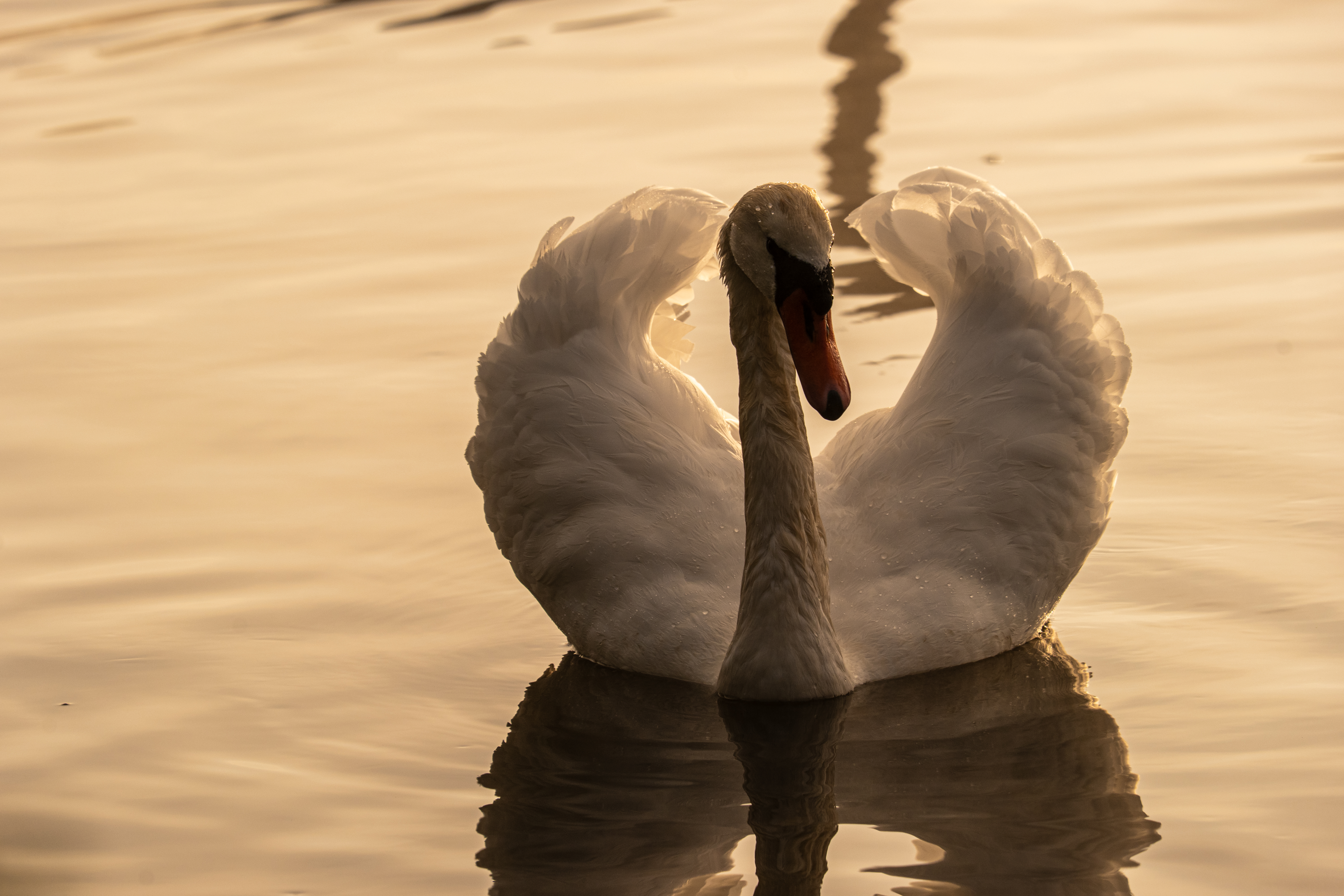 Morning Moselle Birds