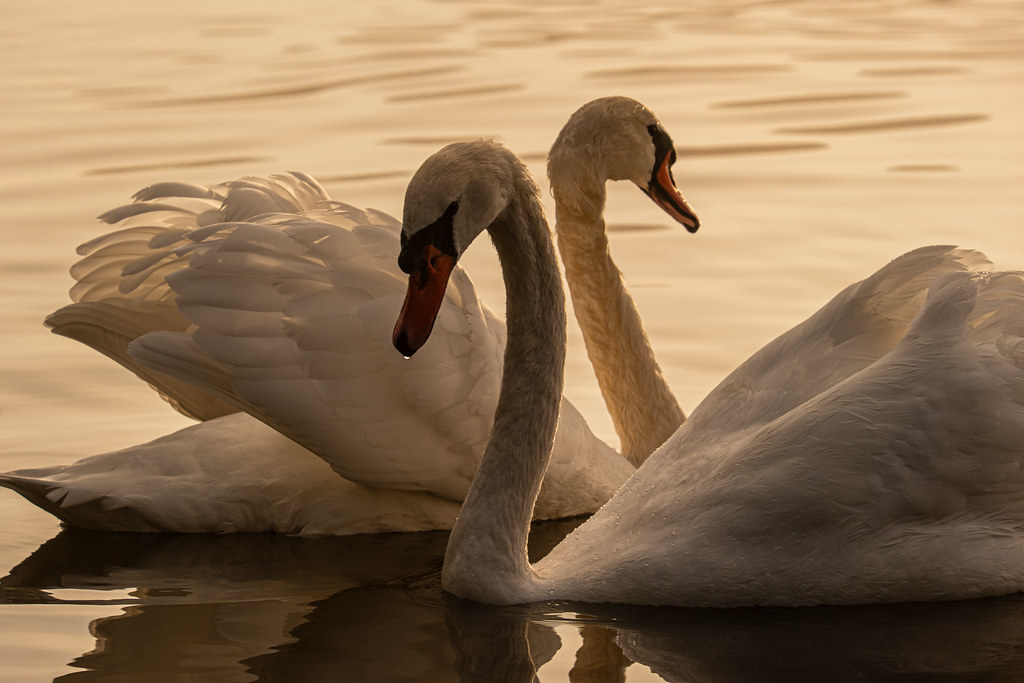 Morning Moselle Birds