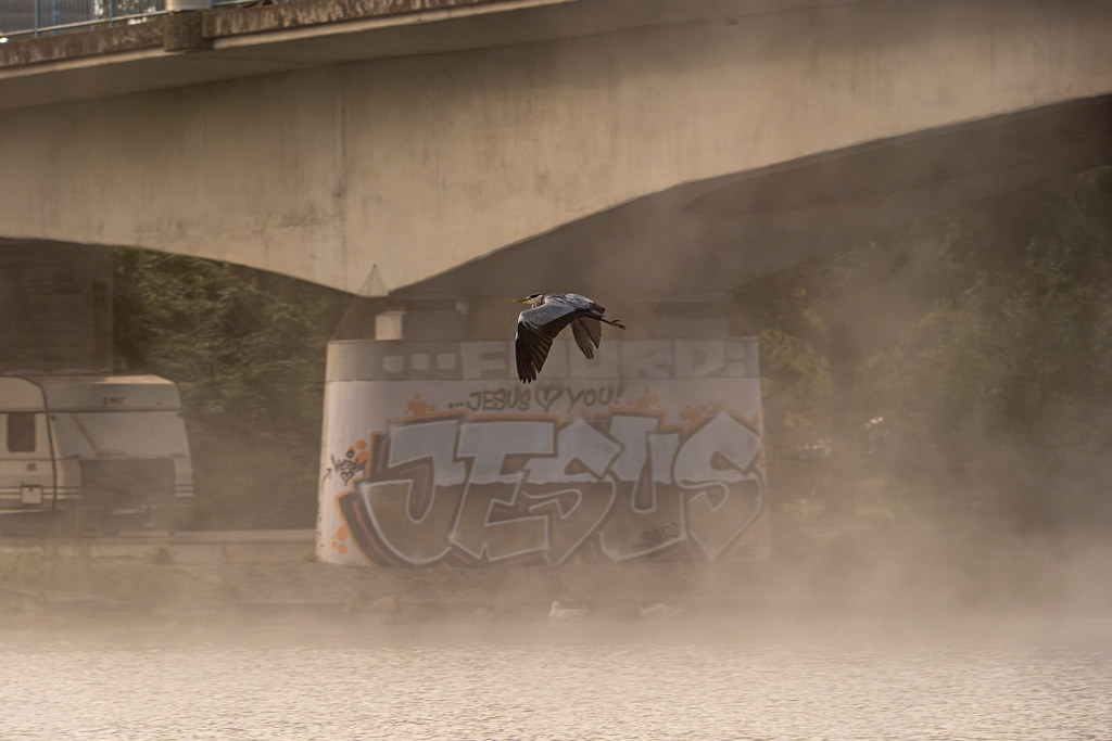 Morning Moselle Birds