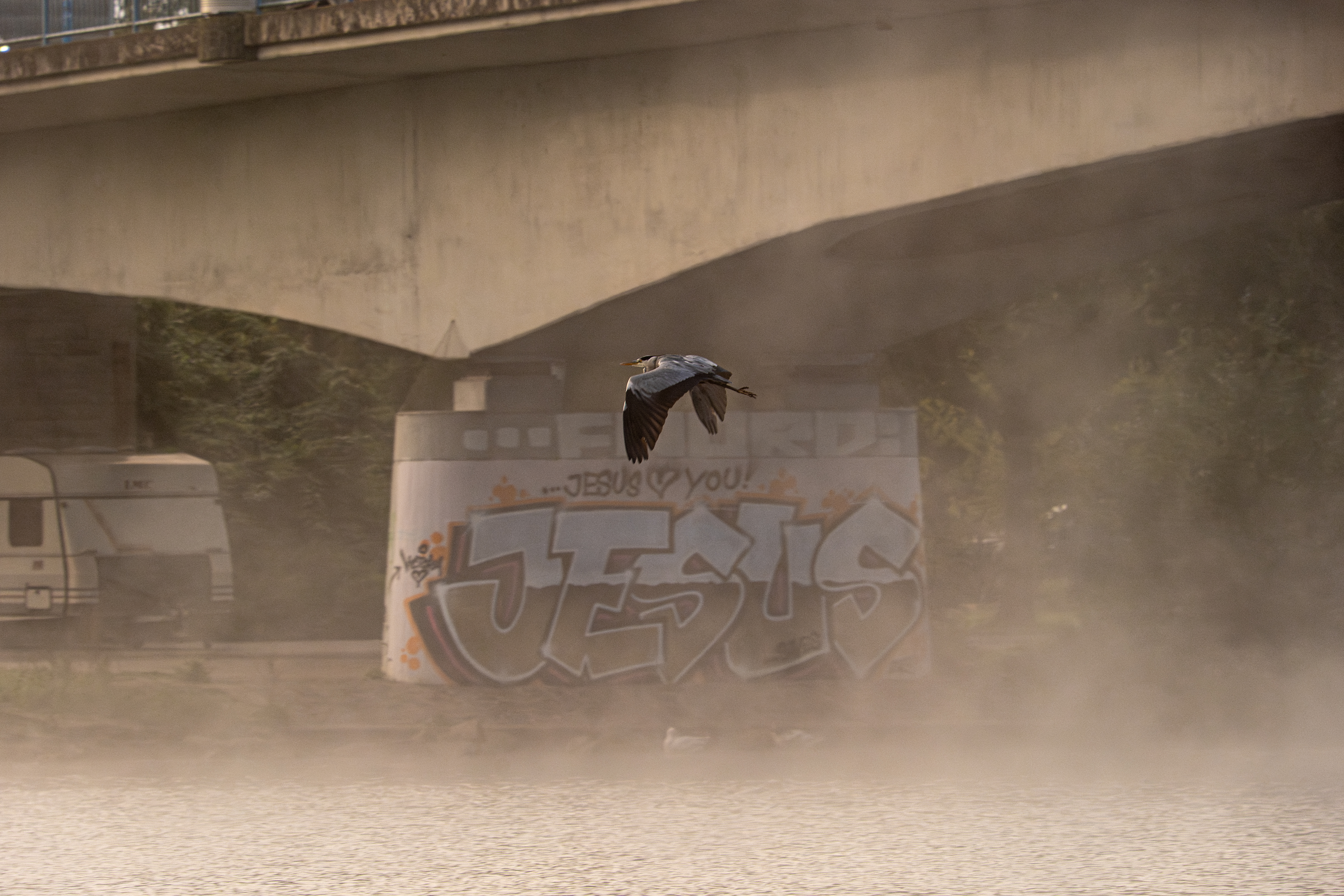 Morning Moselle Birds