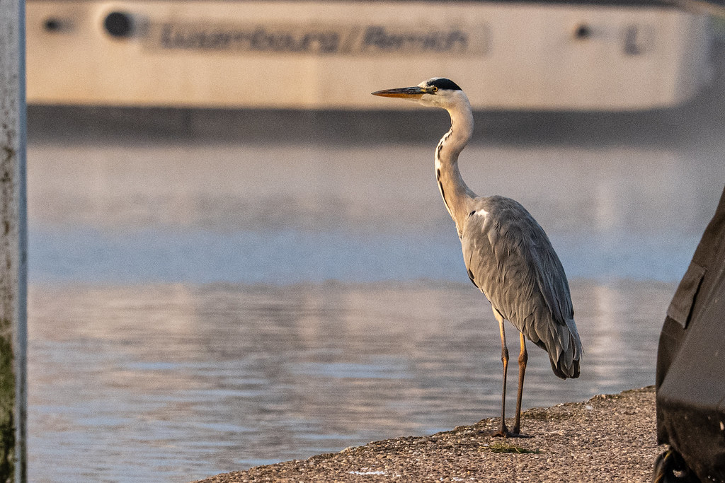 Morning Moselle Birds