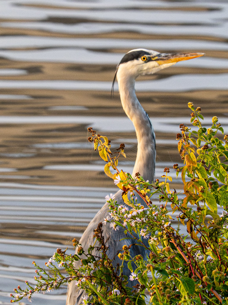 Morning Moselle Birds