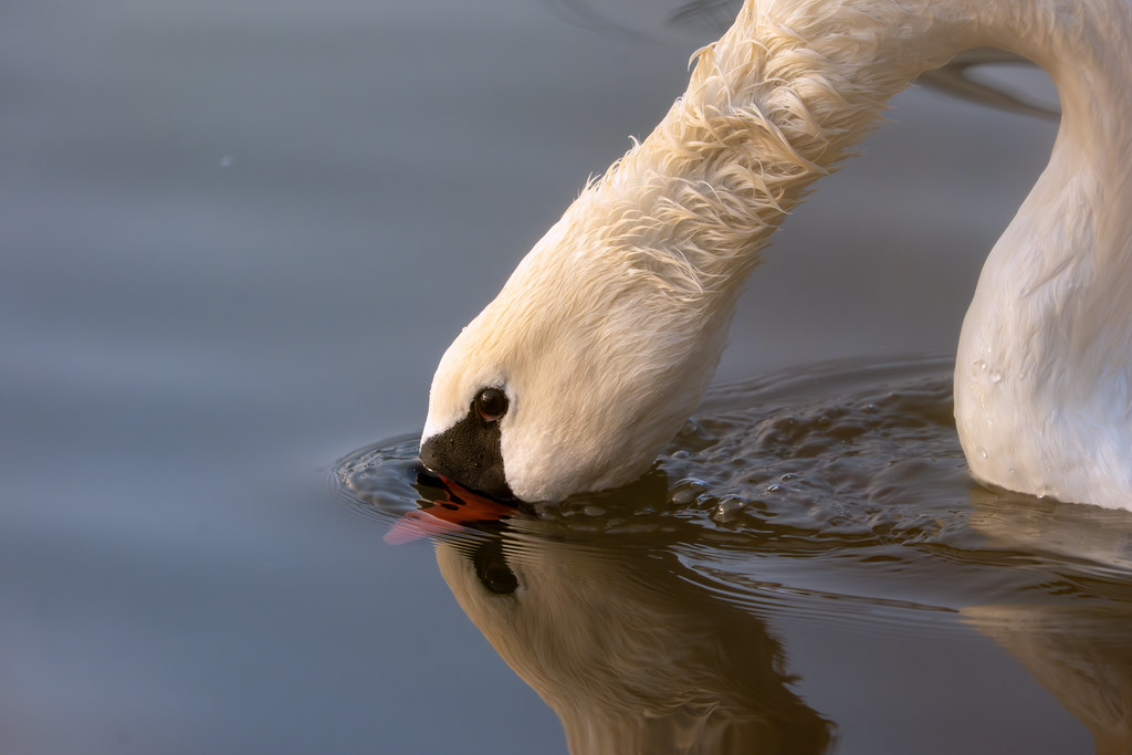 Morning Moselle Birds