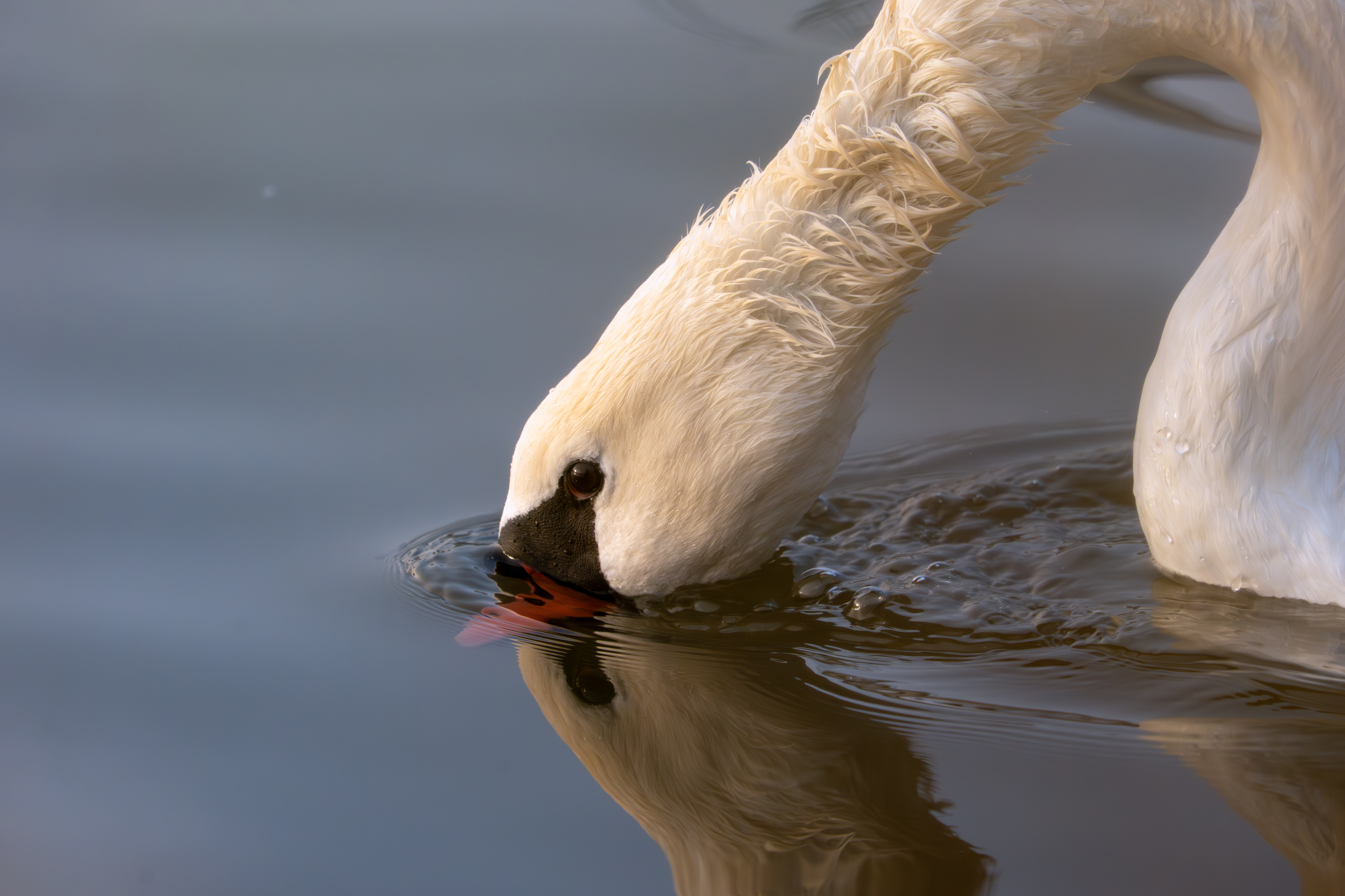 Morning Moselle Birds