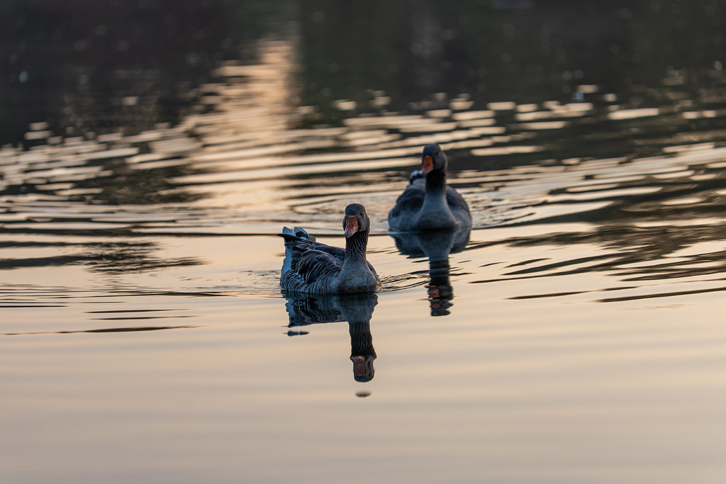 20251012 - Remich Morning Sun 2 - P1055810