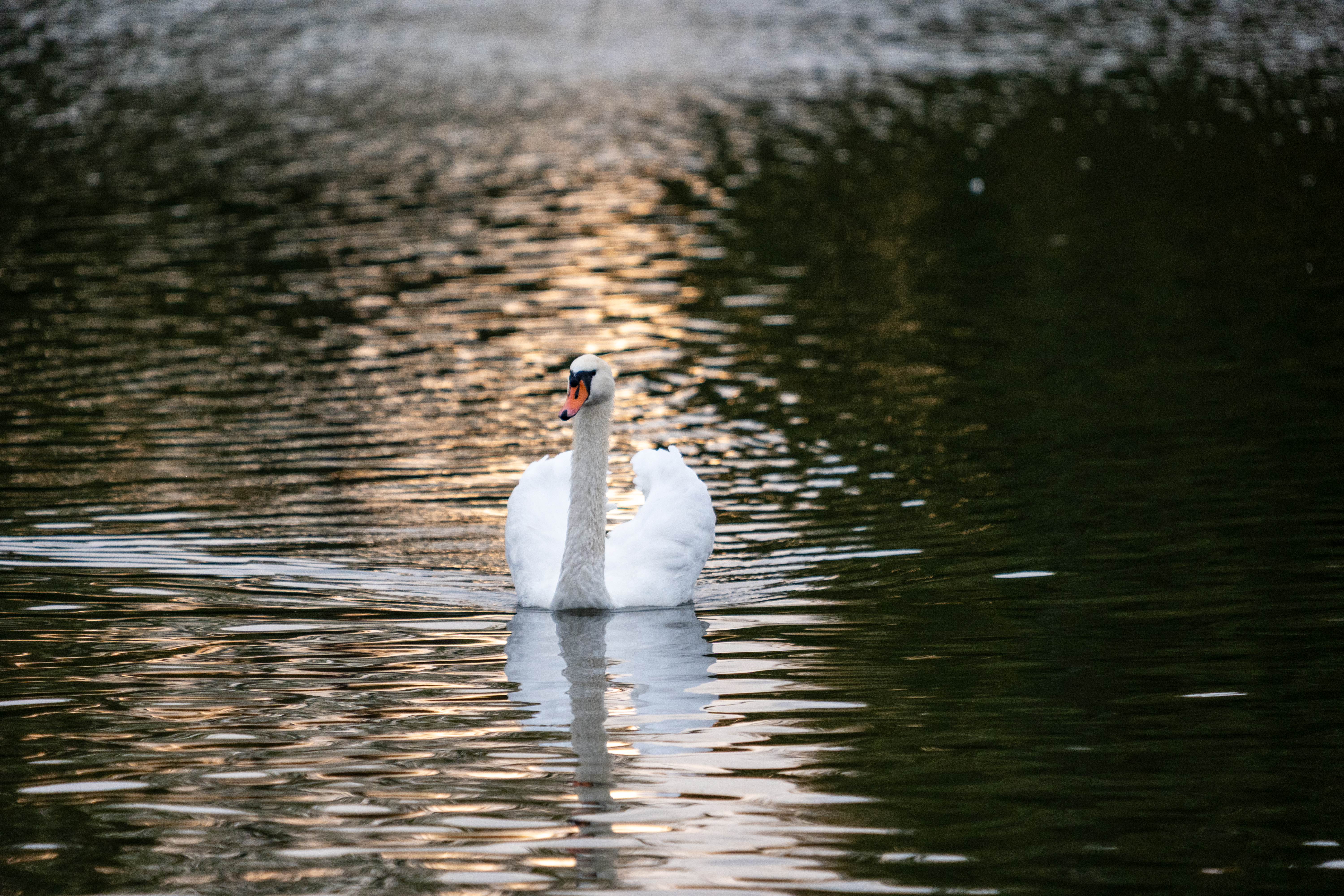 20251015 - Remich Morning Fowl - P1055958