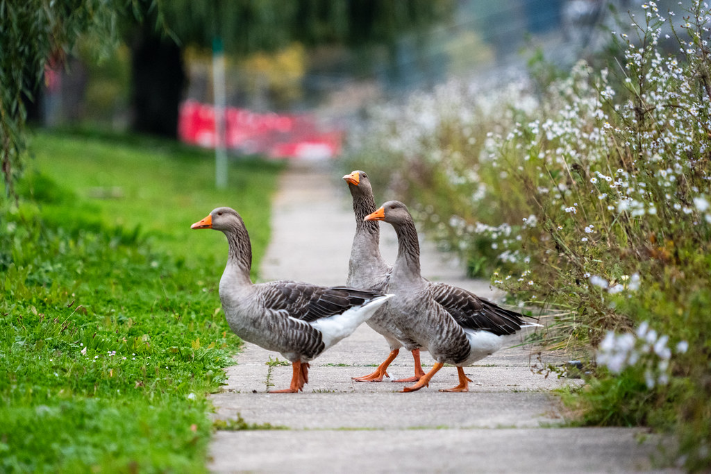 20251015 - Remich Morning Fowl - P1055929