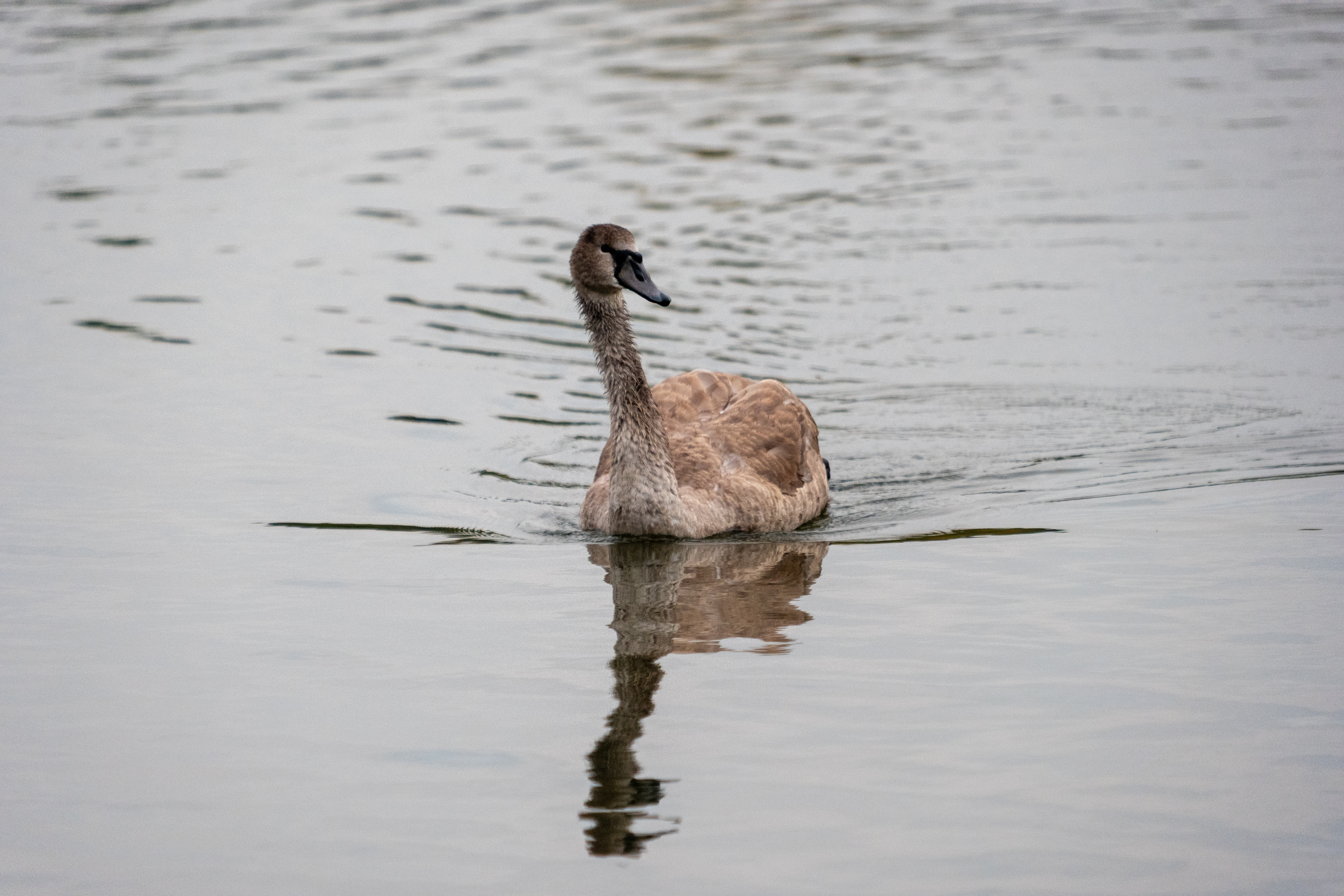 20251015 - Remich Morning Fowl - P1055970