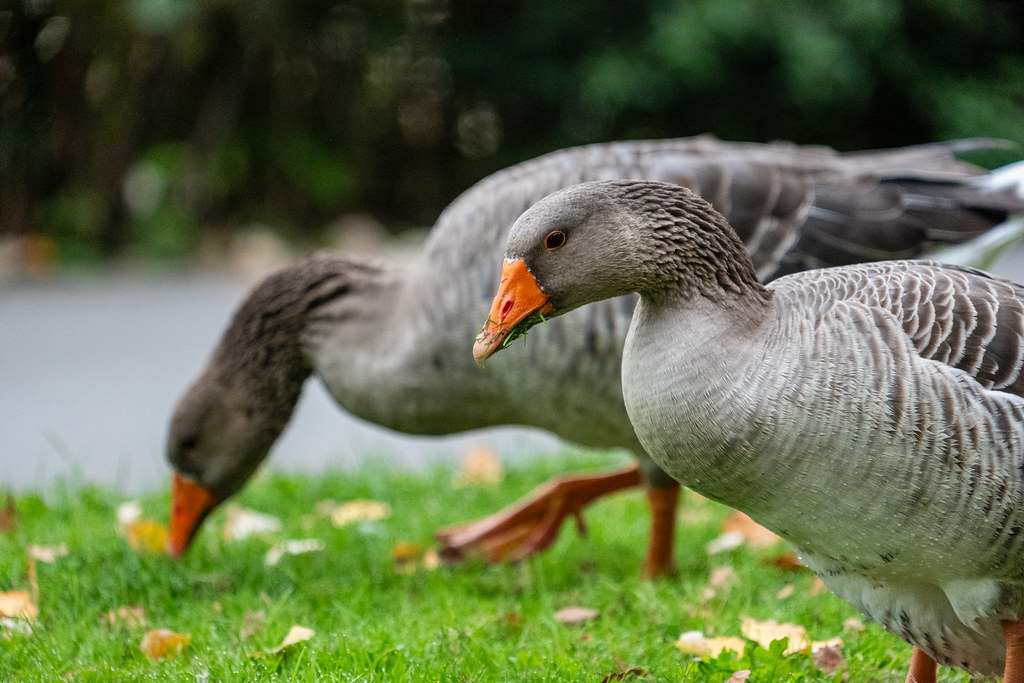 20251015 - Remich Morning Fowl - P1056026