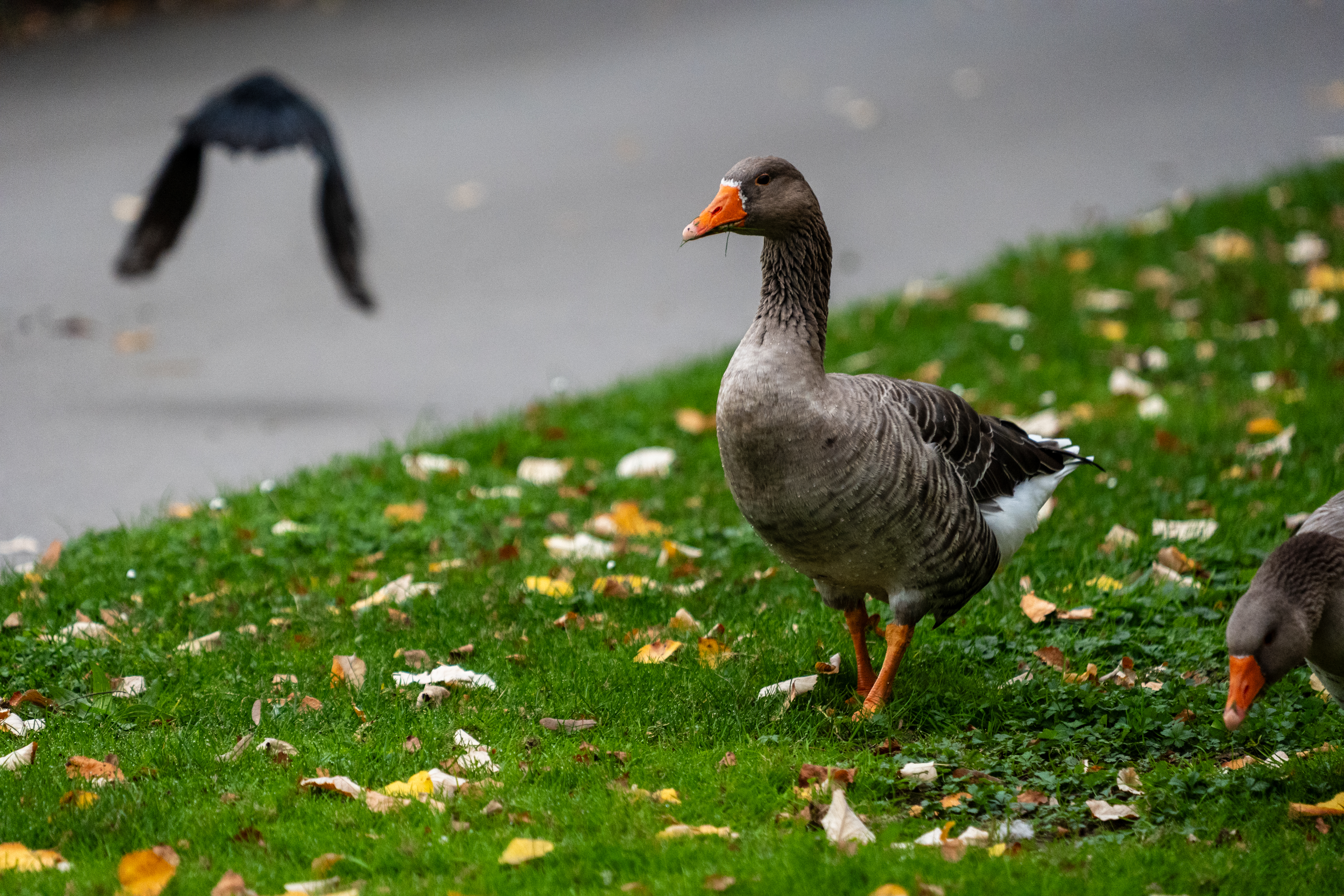 20251015 - Remich Morning Fowl - P1056019