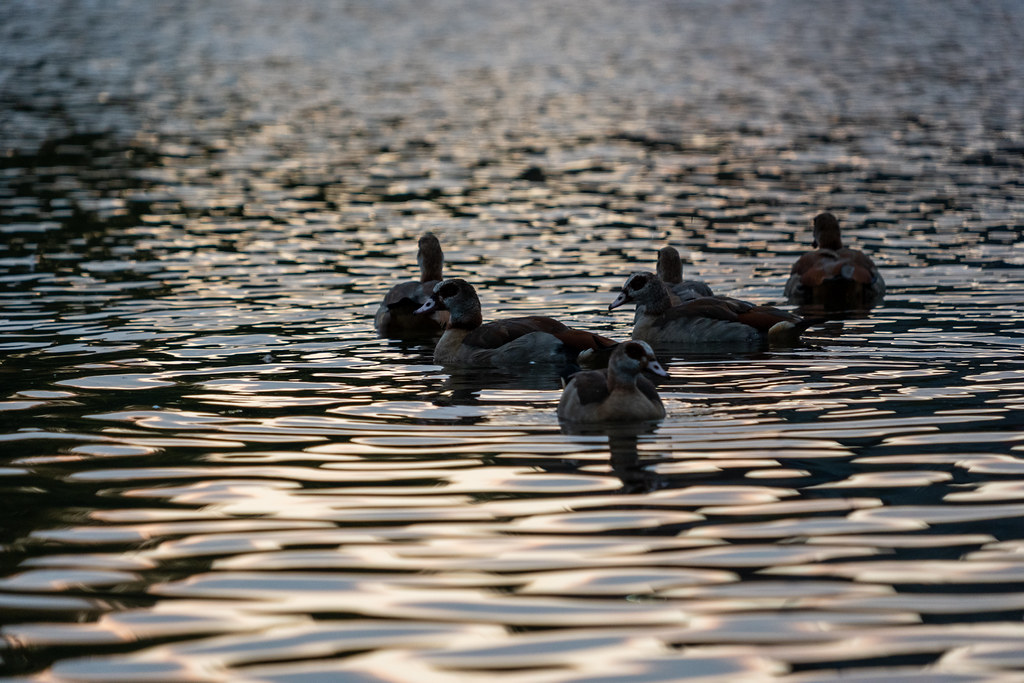 20251015 - Remich Morning Fowl - P1055844