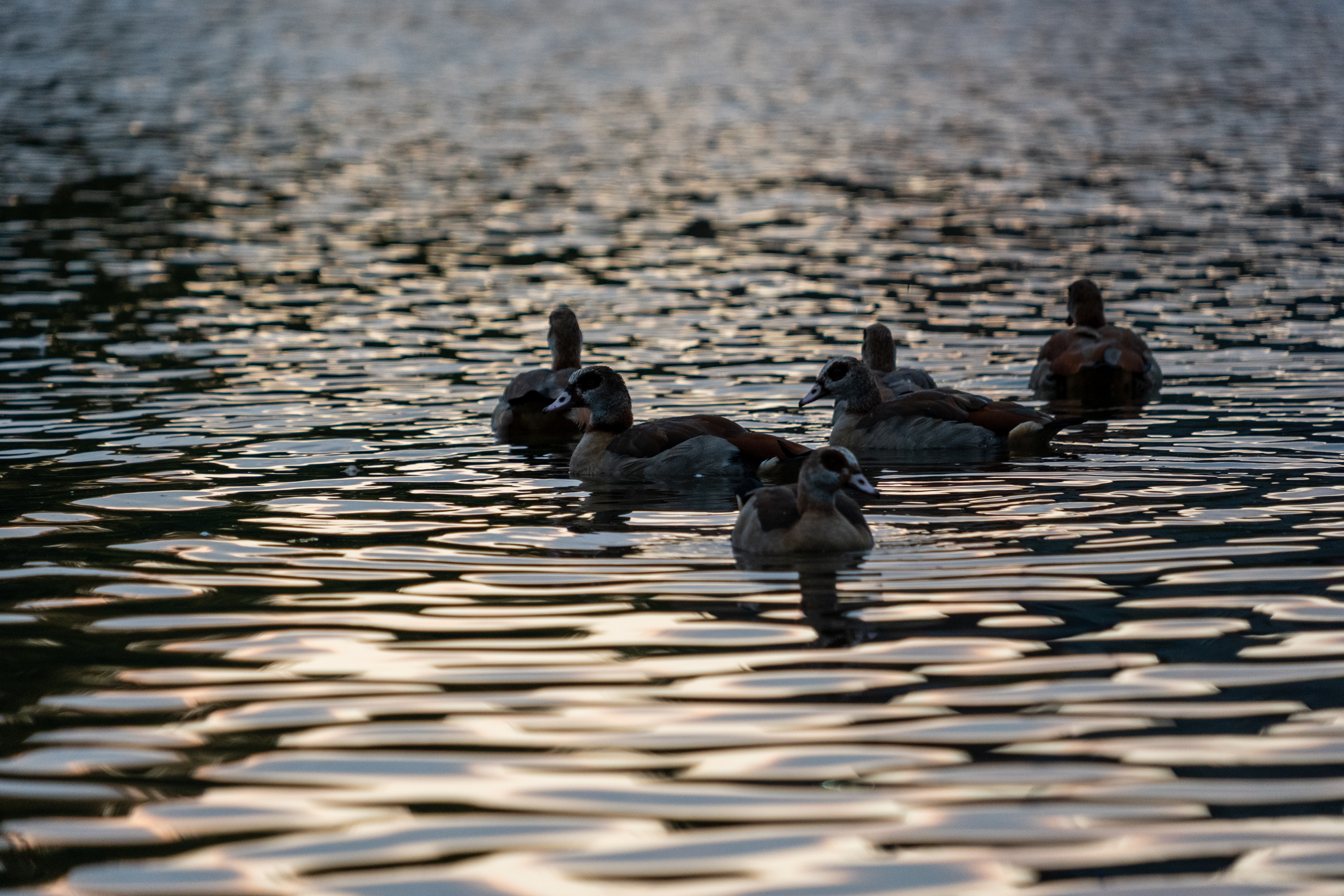 20251015 - Remich Morning Fowl - P1055844