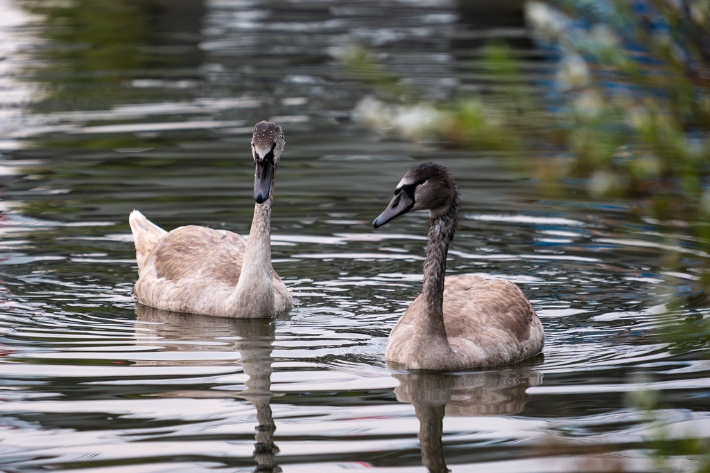 20251015 - Remich Morning Fowl - P1055856