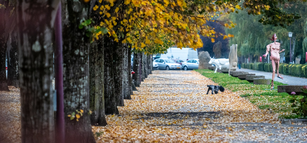 20251015 - Remich Morning Fowl - P1055839-Pano