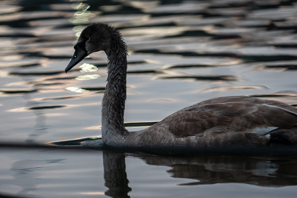 20251015 - Remich Morning Fowl - P1055881