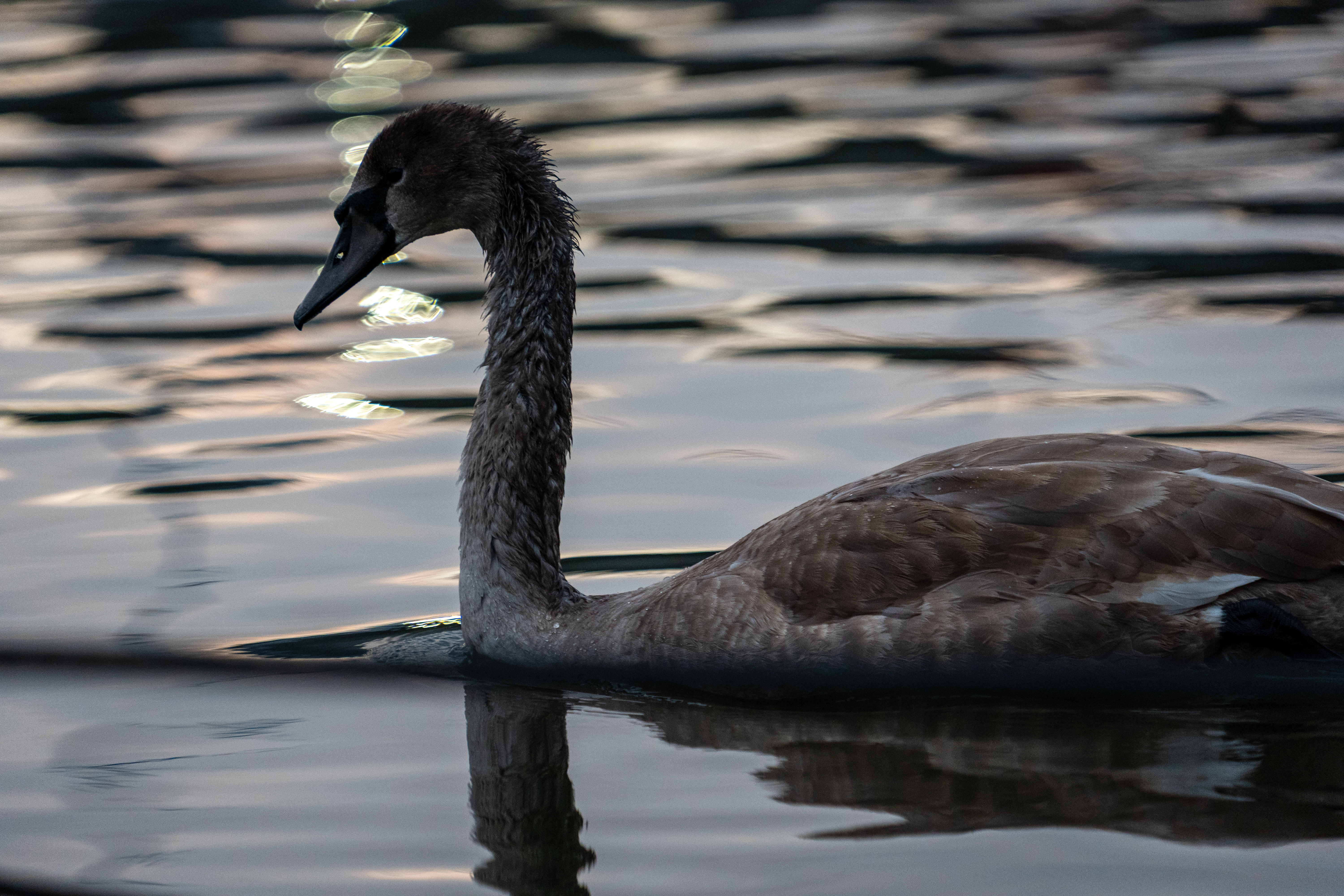 20251015 - Remich Morning Fowl - P1055881