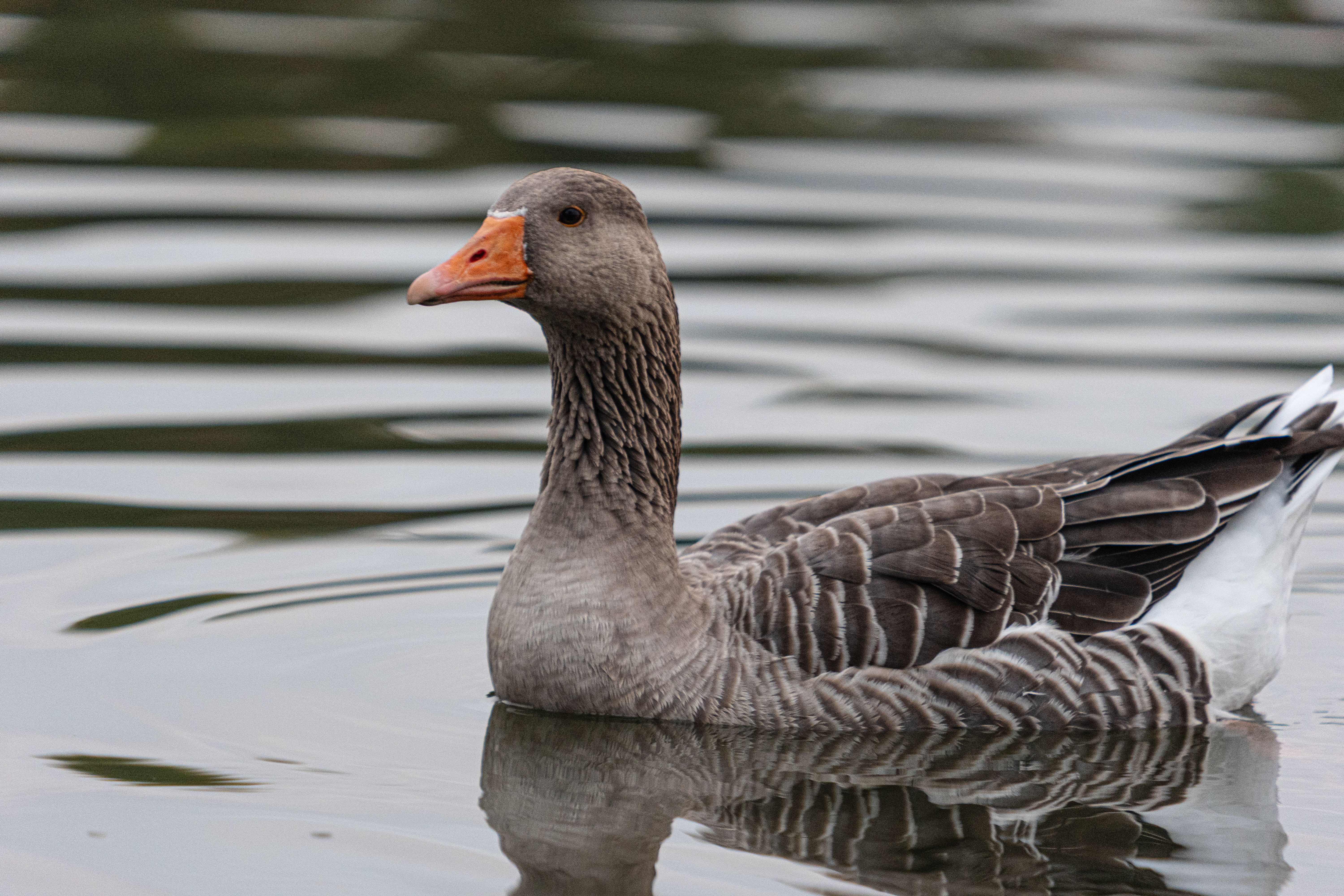 20251015 - Remich Morning Fowl - P1055850