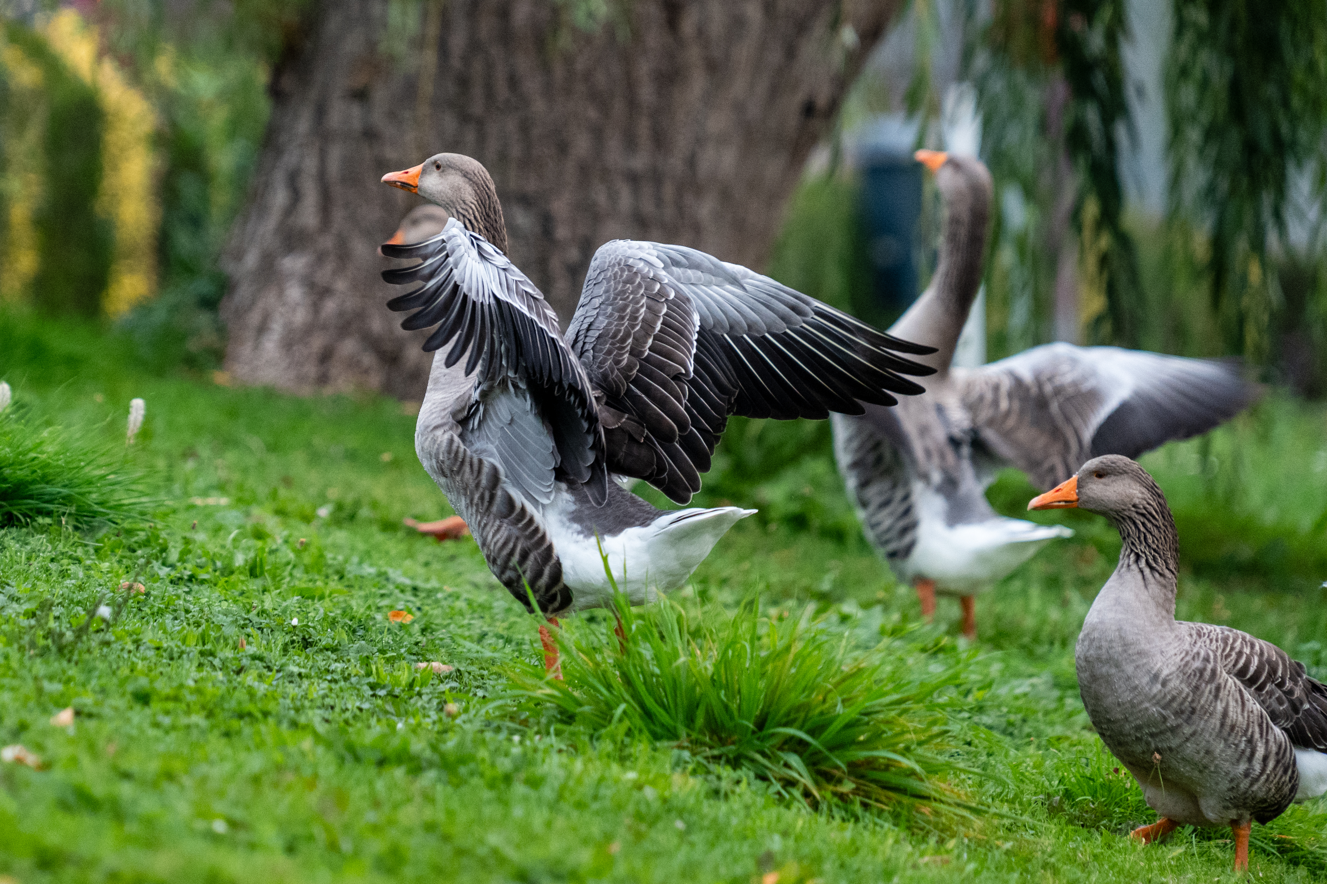 20251015 - Remich Morning Fowl - P1055944