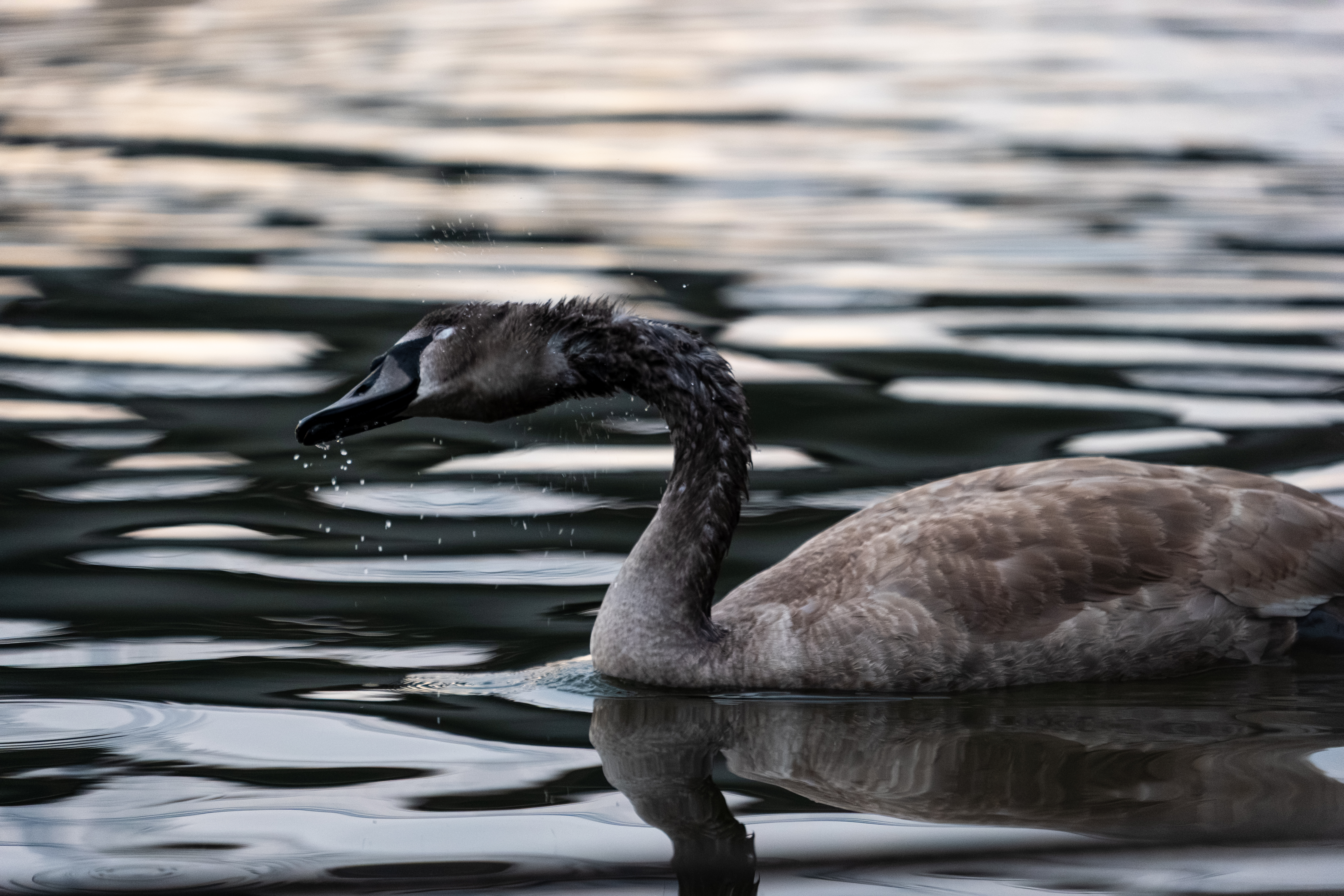 20251015 - Remich Morning Fowl - P1055868