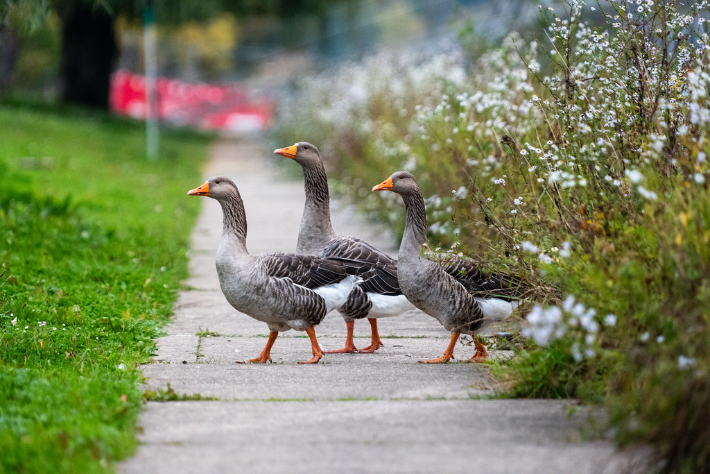 20251015 - Remich Morning Fowl - P1055928