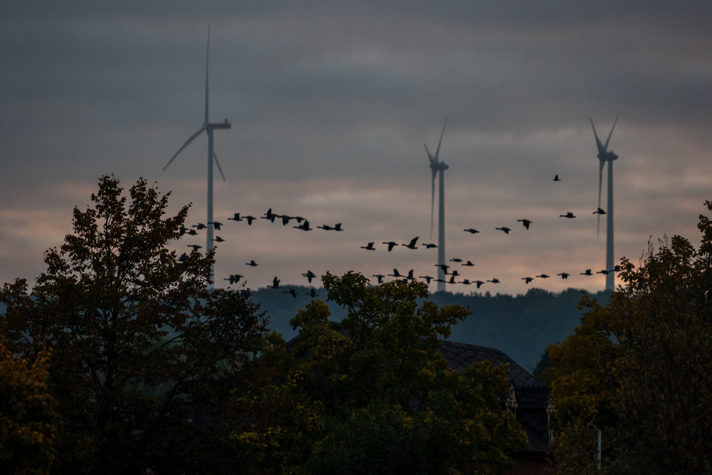 20251015 - Remich Morning Fowl - P1055842