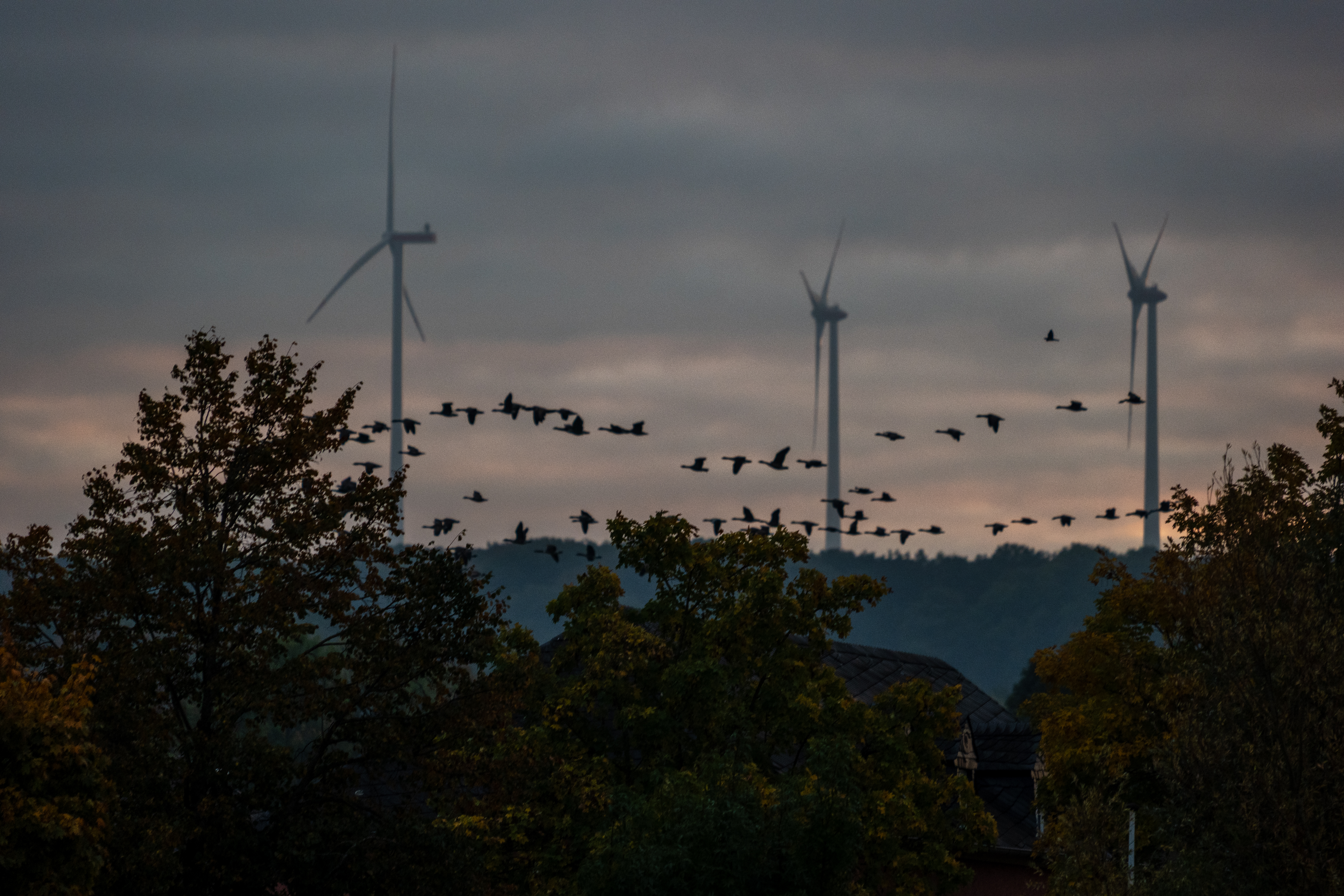 20251015 - Remich Morning Fowl - P1055842