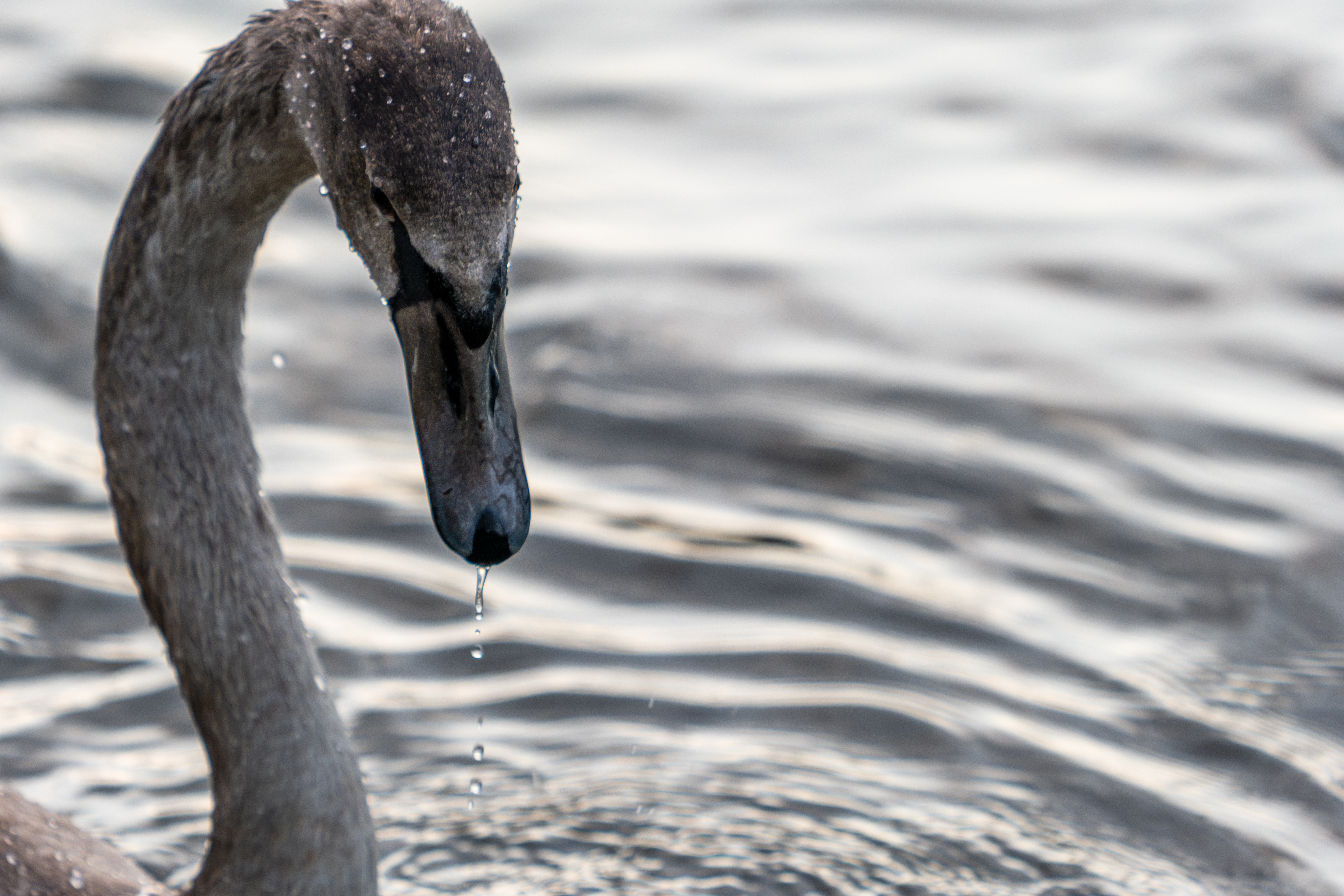 20251026 - Remich Morning Swan - P1011044