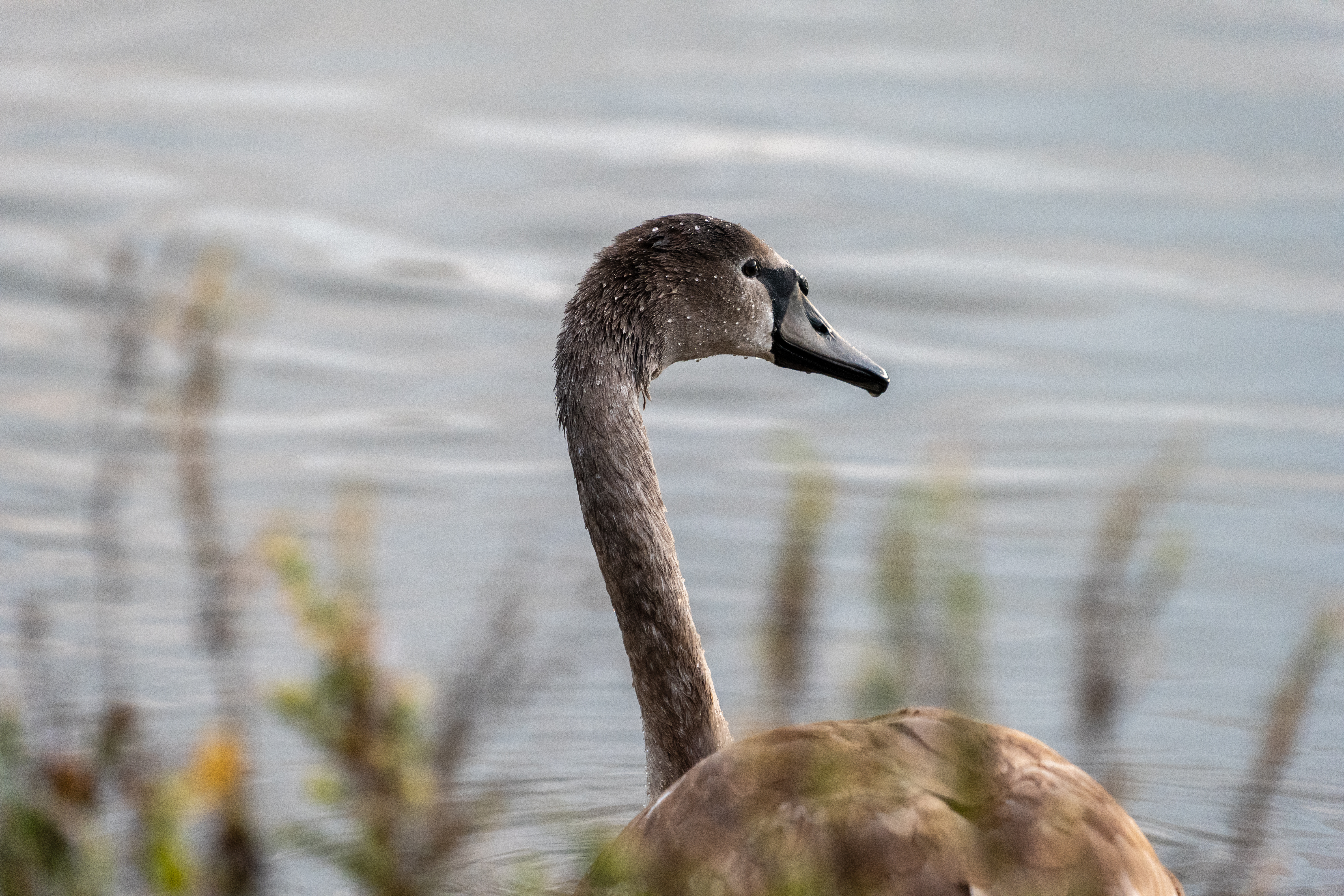 20251026 - Remich Morning Swan - P1011147