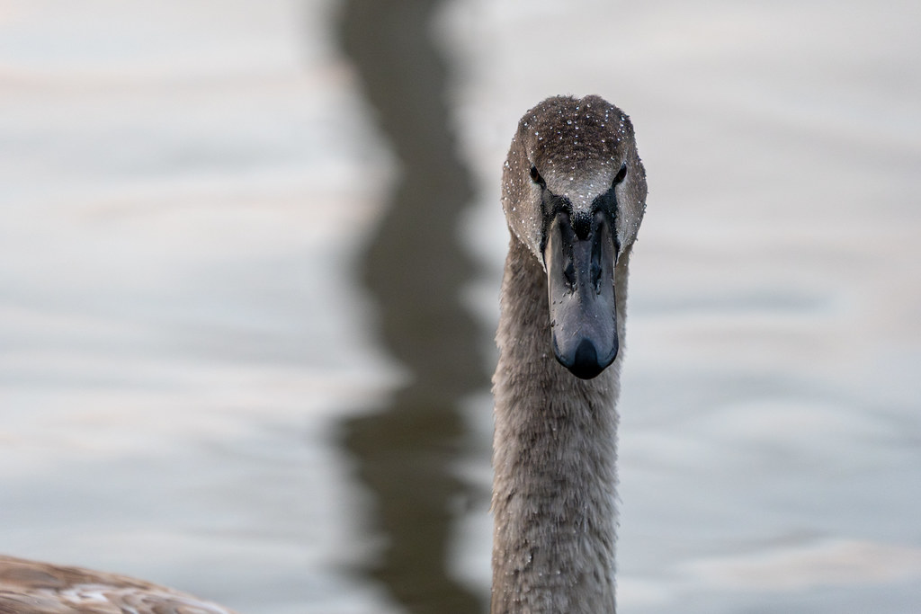 20251026 - Remich Morning Swan - P1010953