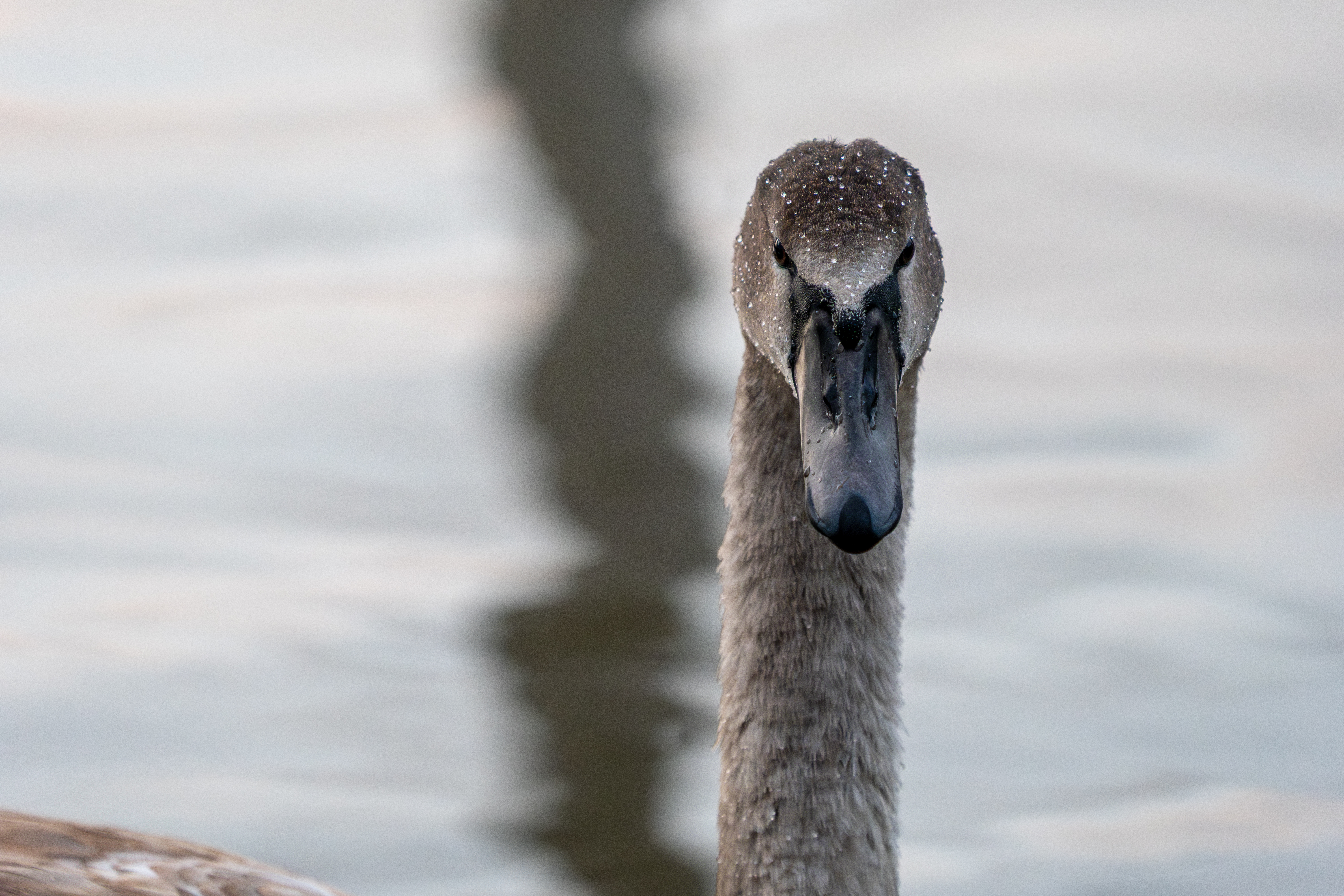 20251026 - Remich Morning Swan - P1010953