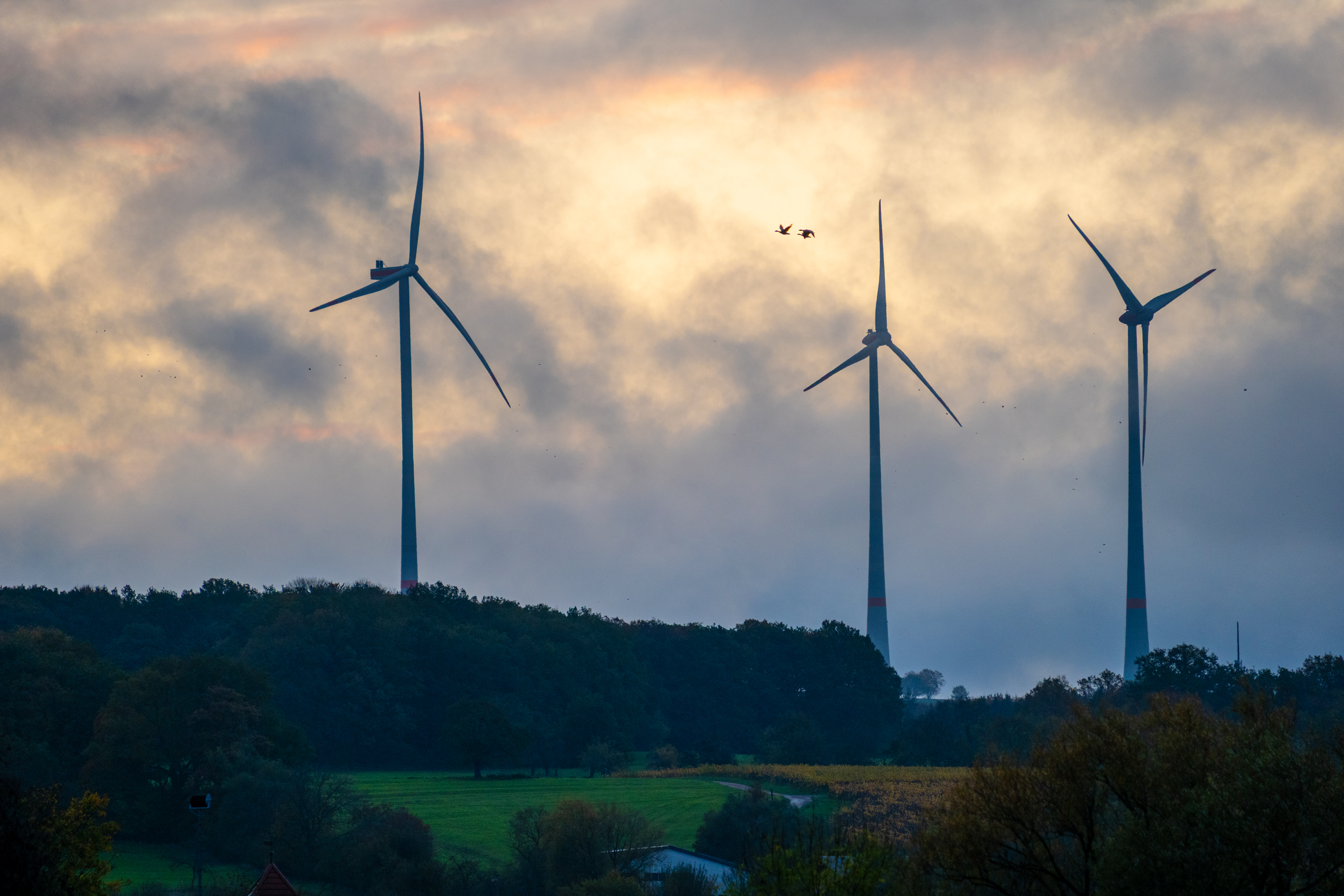 20251026 - Remich Morning Swan - P1010912