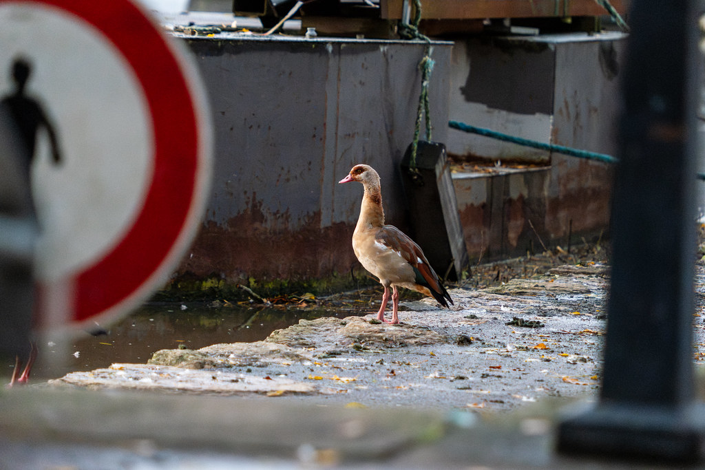 20251026 - Remich Morning Swan - P1010879