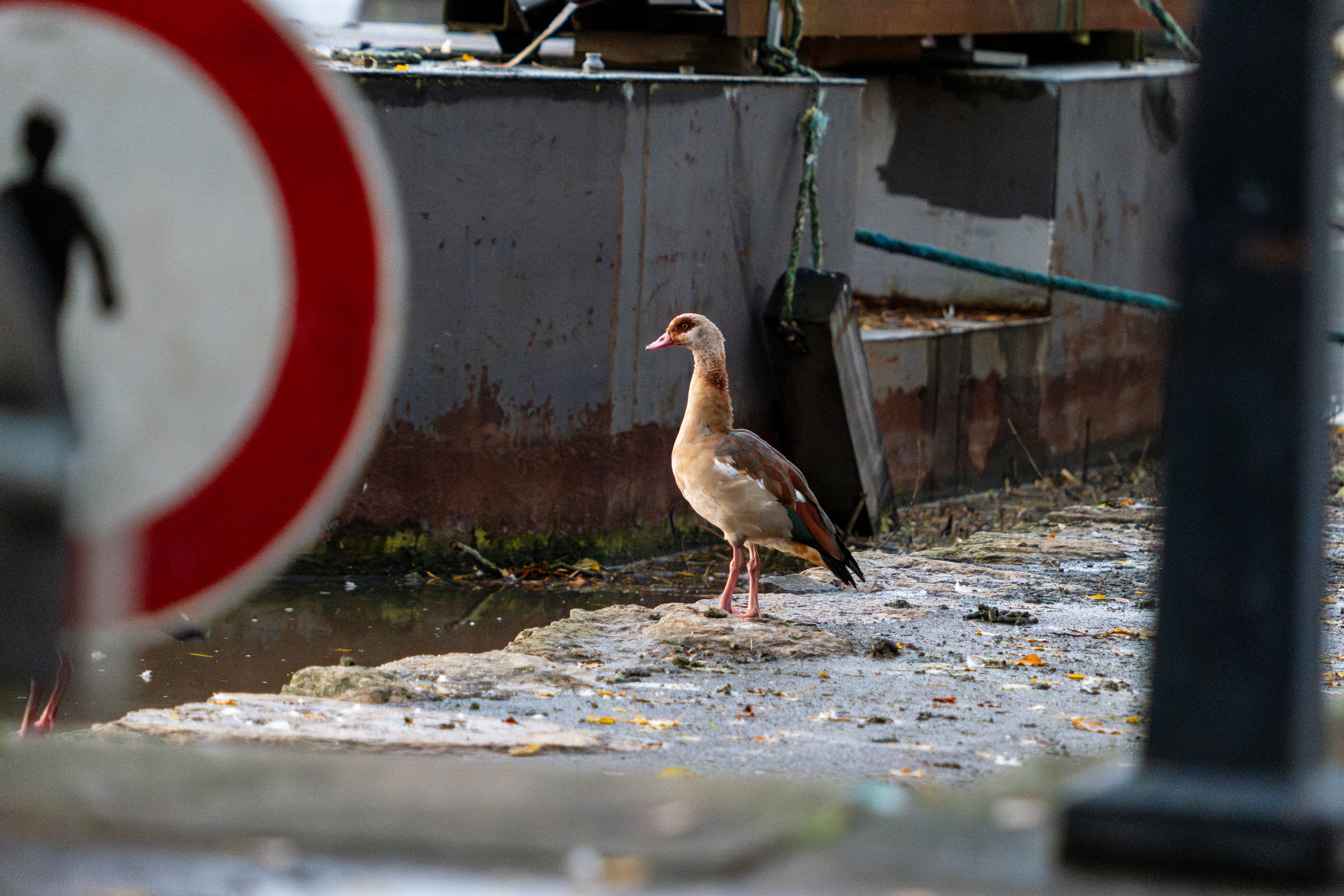 20251026 - Remich Morning Swan - P1010879