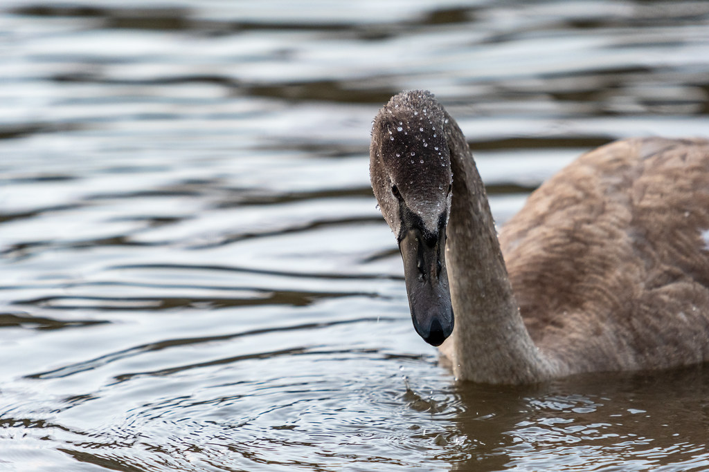 20251026 - Remich Morning Swan - P1010987