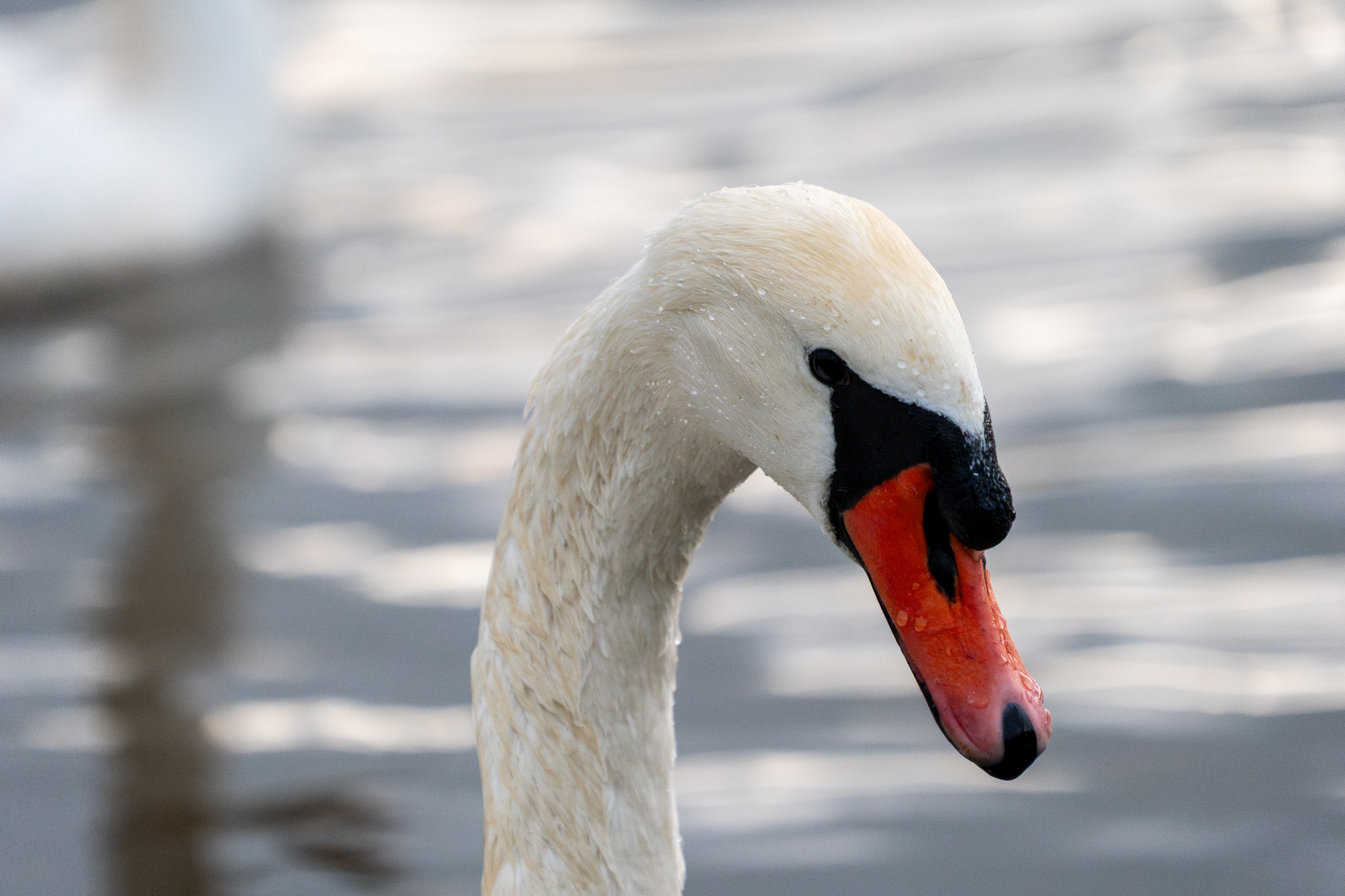 20251026 - Remich Morning Swan - P1010961