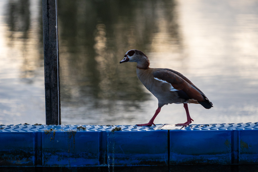 20251026 - Remich Morning Swan - P1010896