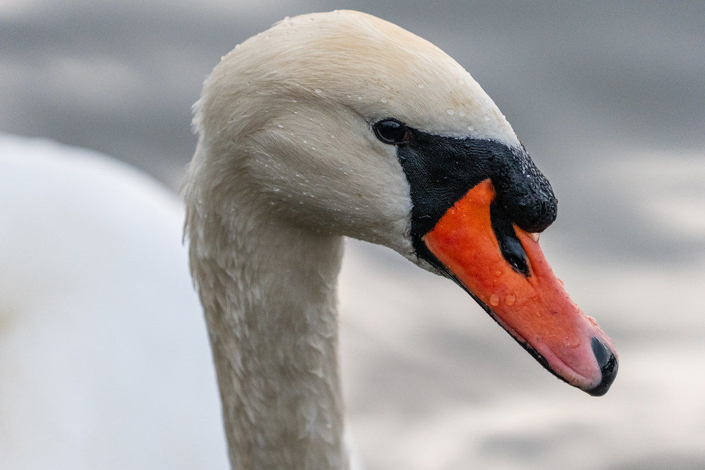 20251026 - Remich Morning Swan - P1010968