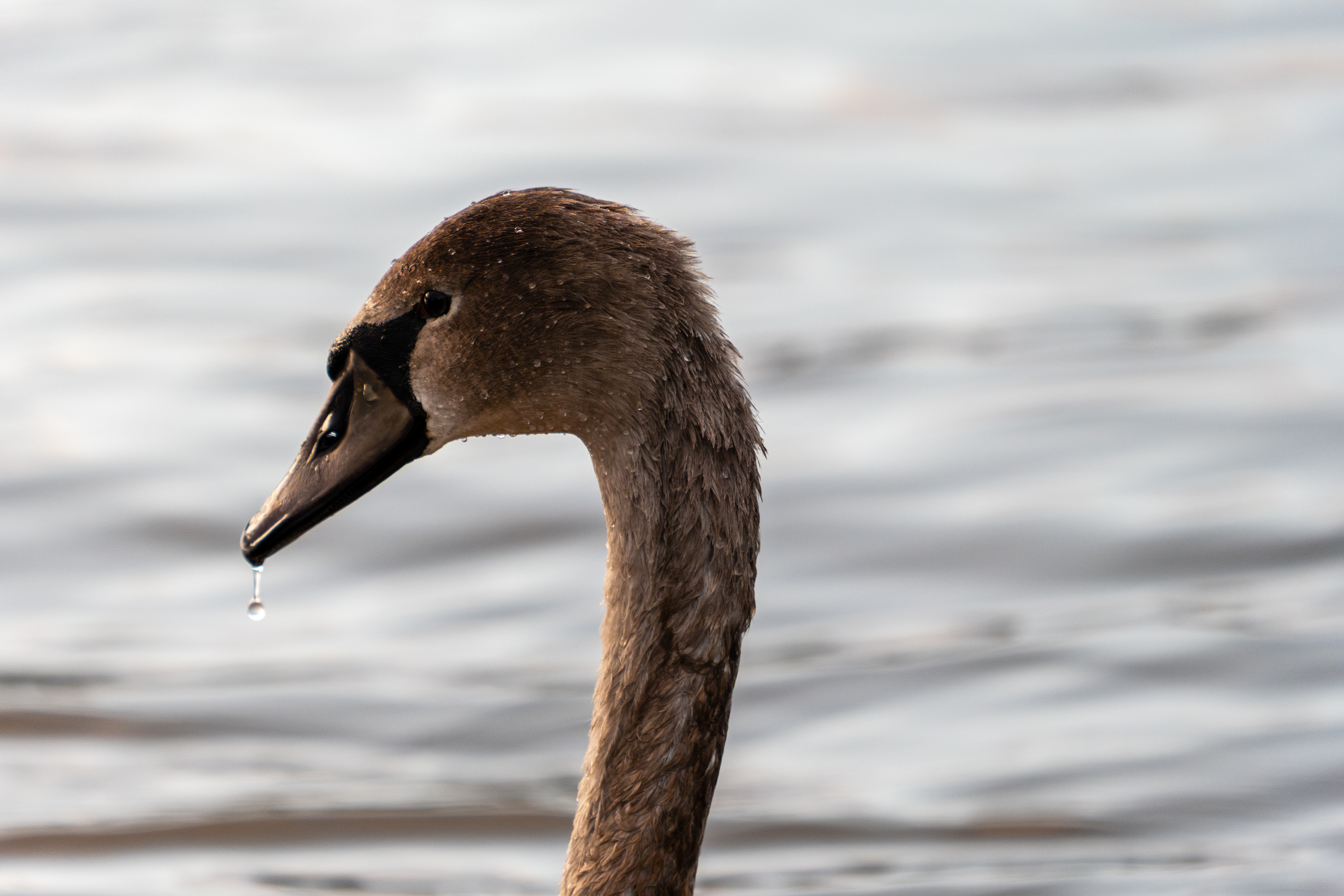 20251026 - Remich Morning Swan - P1011073