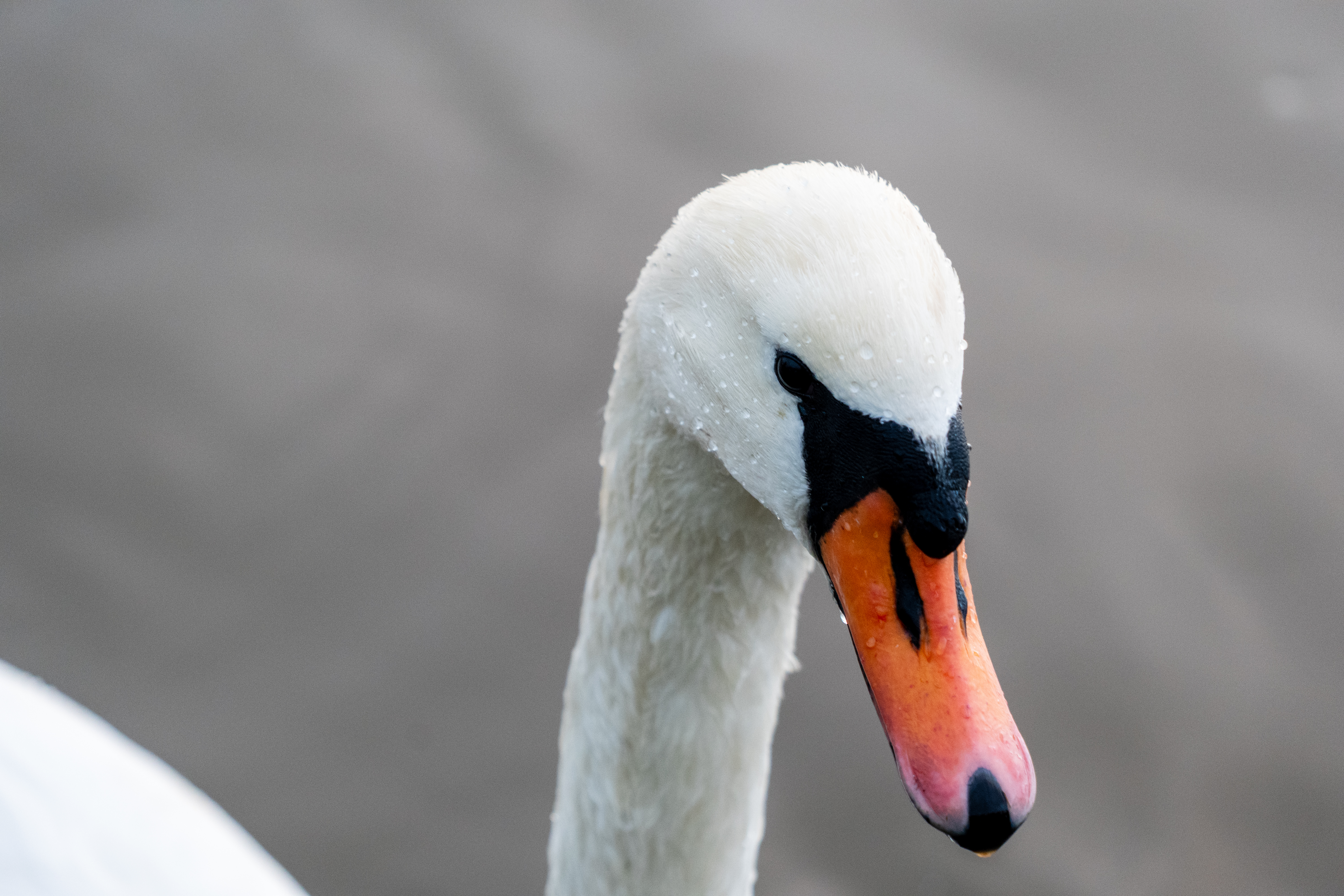 20251026 - Remich Morning Swan - P1011117