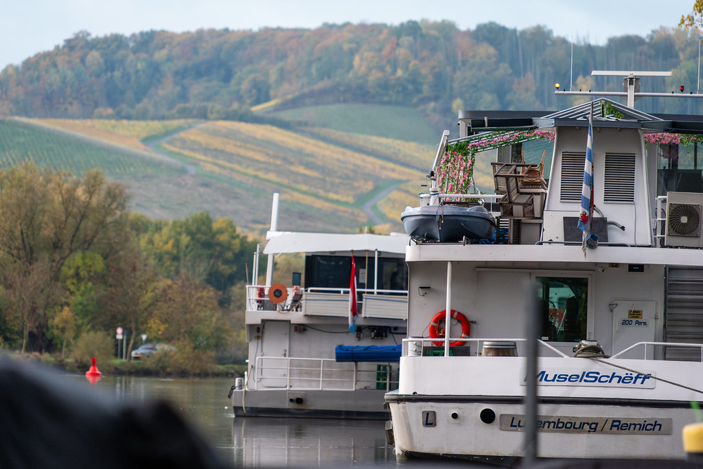 20251026 - Remich Morning Swan - P1011042