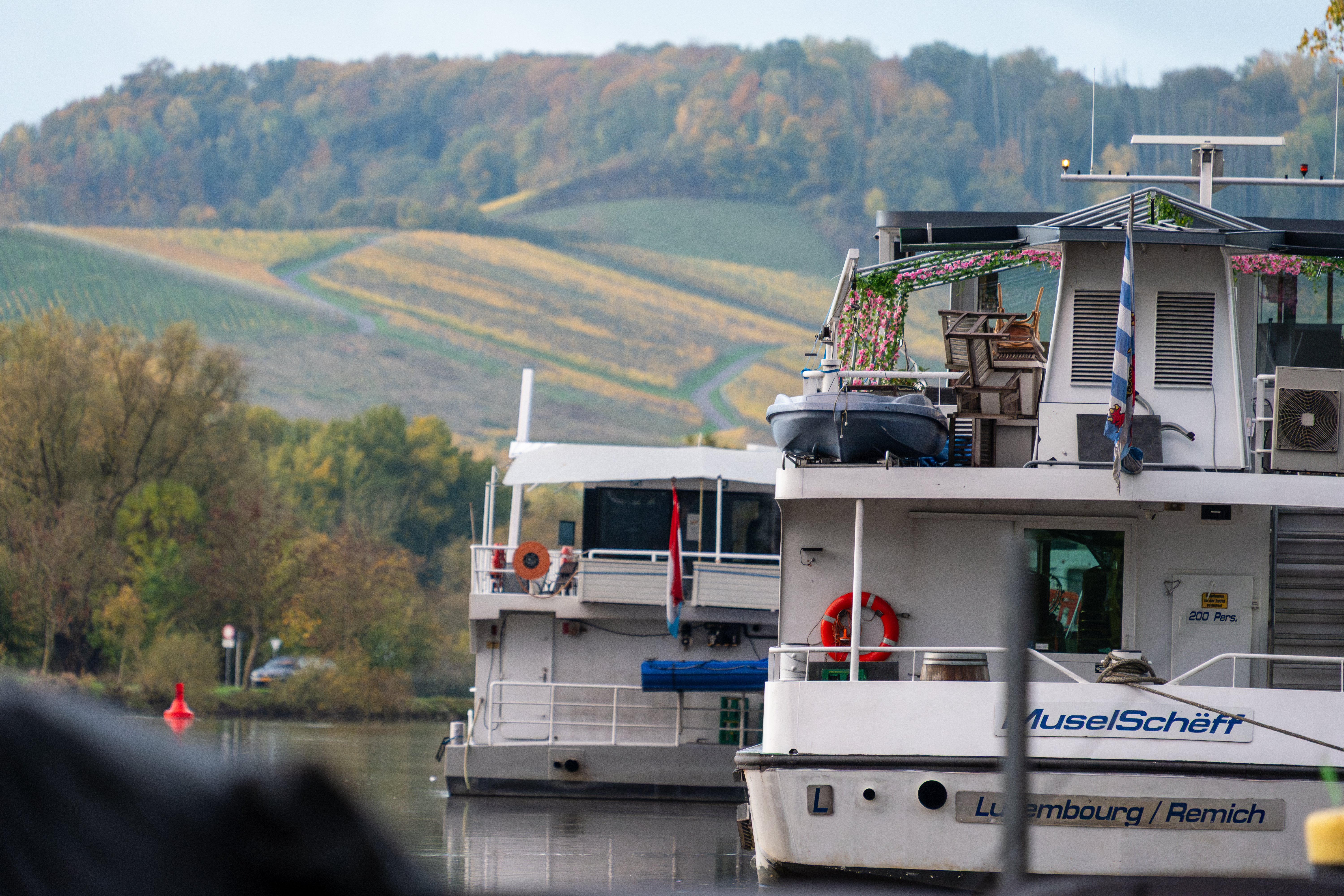 20251026 - Remich Morning Swan - P1011042