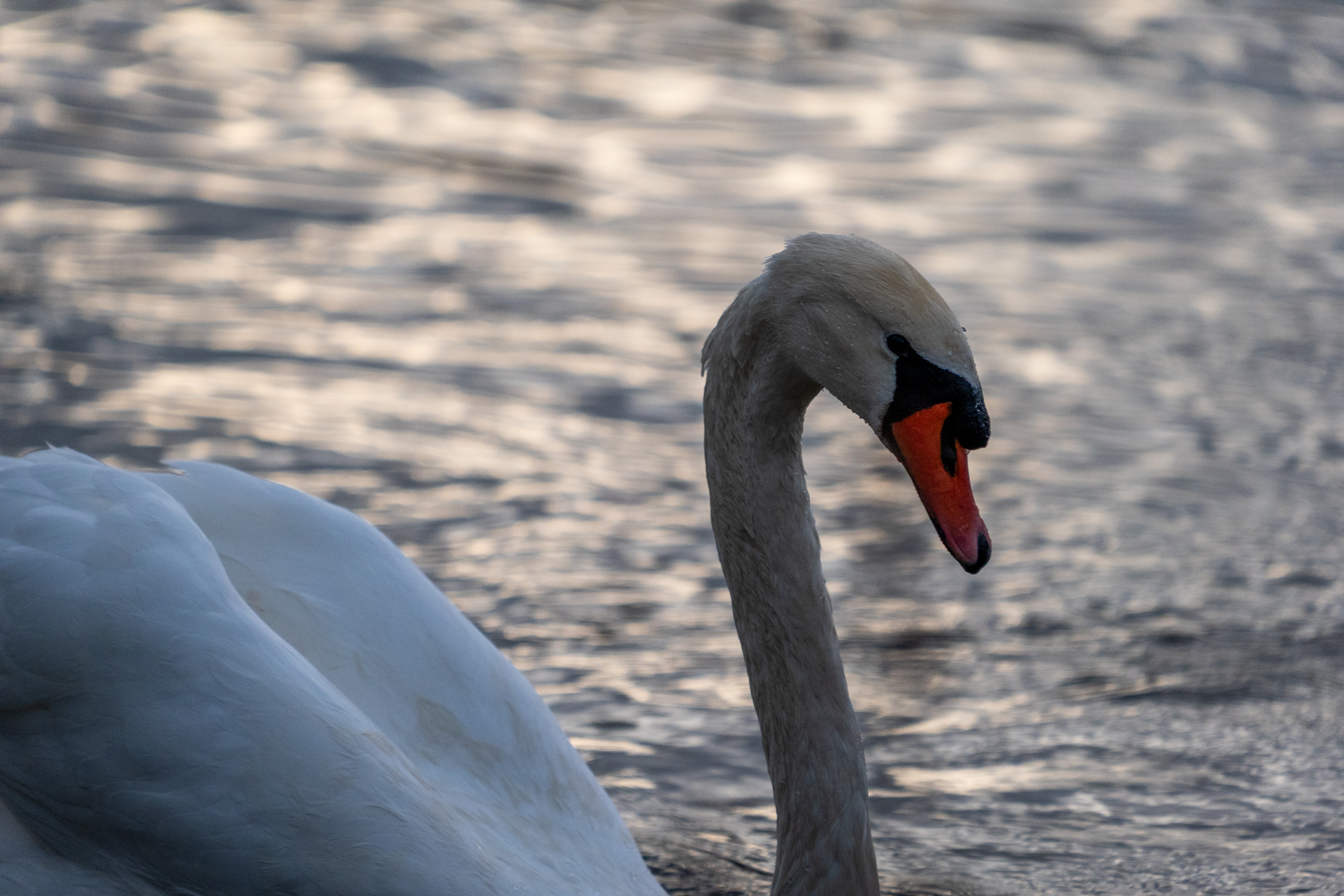 20251026 - Remich Morning Swan - P1010931
