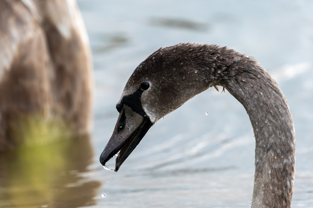 20251026 - Remich Morning Swan - P1011031