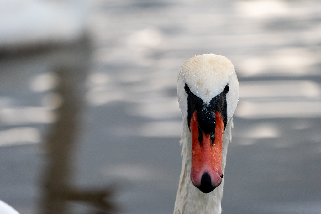 20251026 - Remich Morning Swan - P1010963